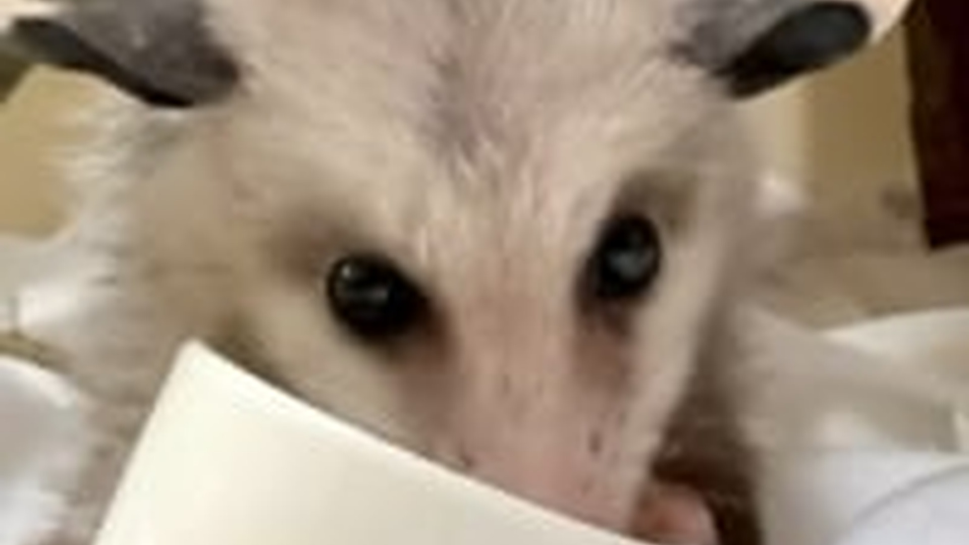 N2205150_family rescued a baby opossum adopted it love #animals_part2