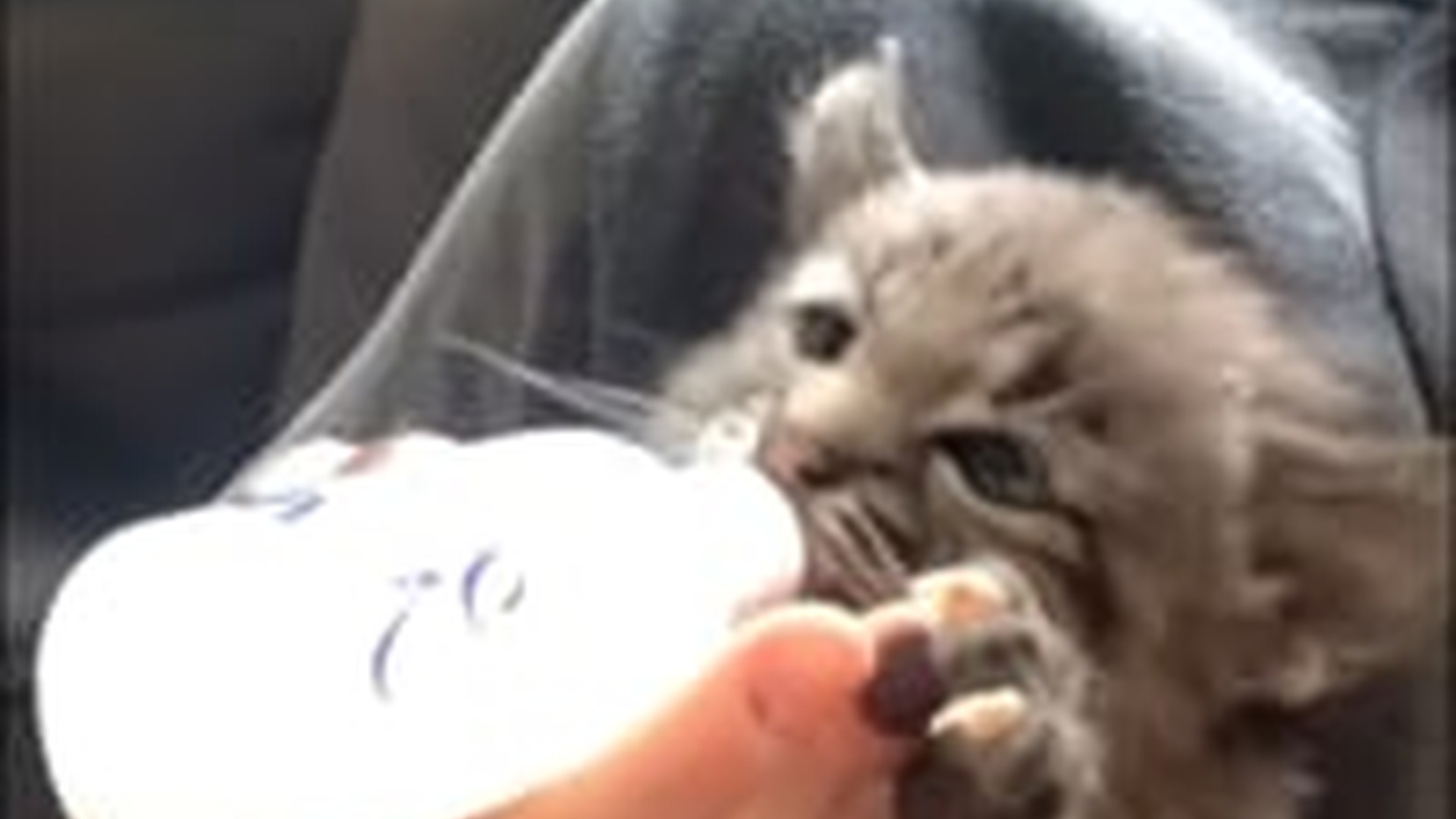 N2205151_family adopted a lost baby bobcat then #animals #rescueanima_part2