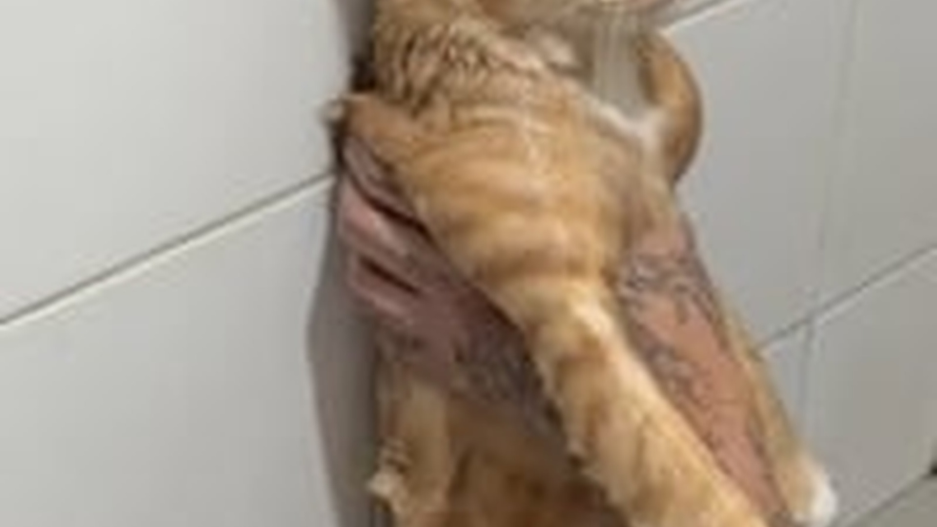 N2205152_Man rescued a cat stuck in canal brought it home #animals #re_part2
