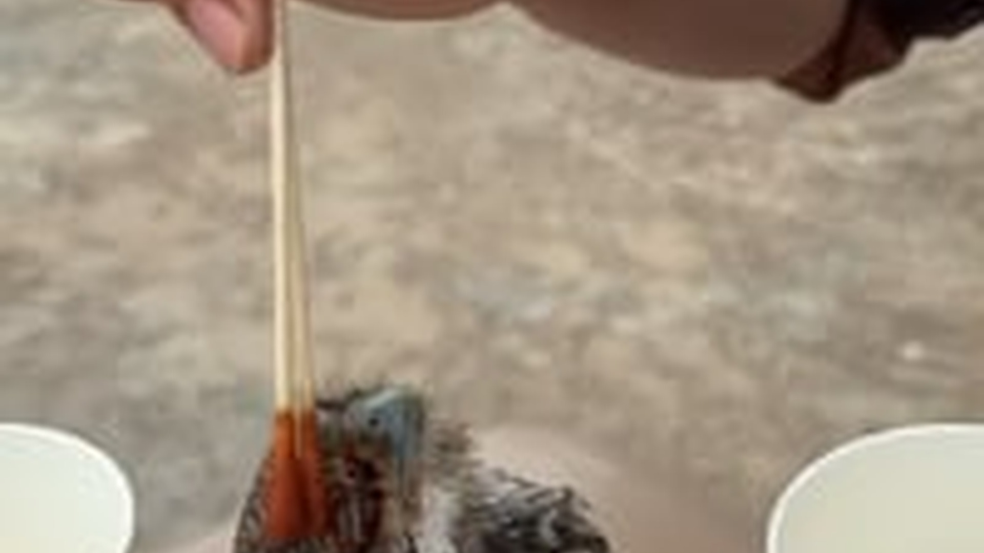 N2205153_Man rescued poor owl crow s attack then #animals #rescueanim_part2