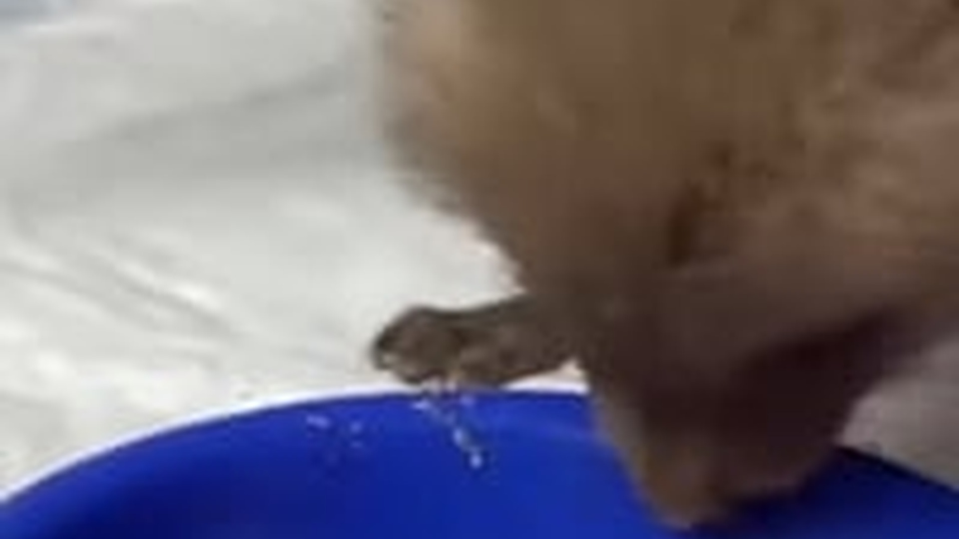 N2205162_couple rescued a baby fox stuck its head in a can #animals #resc_part2