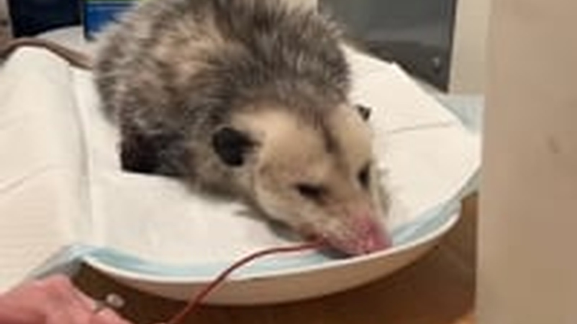 N2205163_Heartwarming story about injured opossum girl #animals #rescu_part2