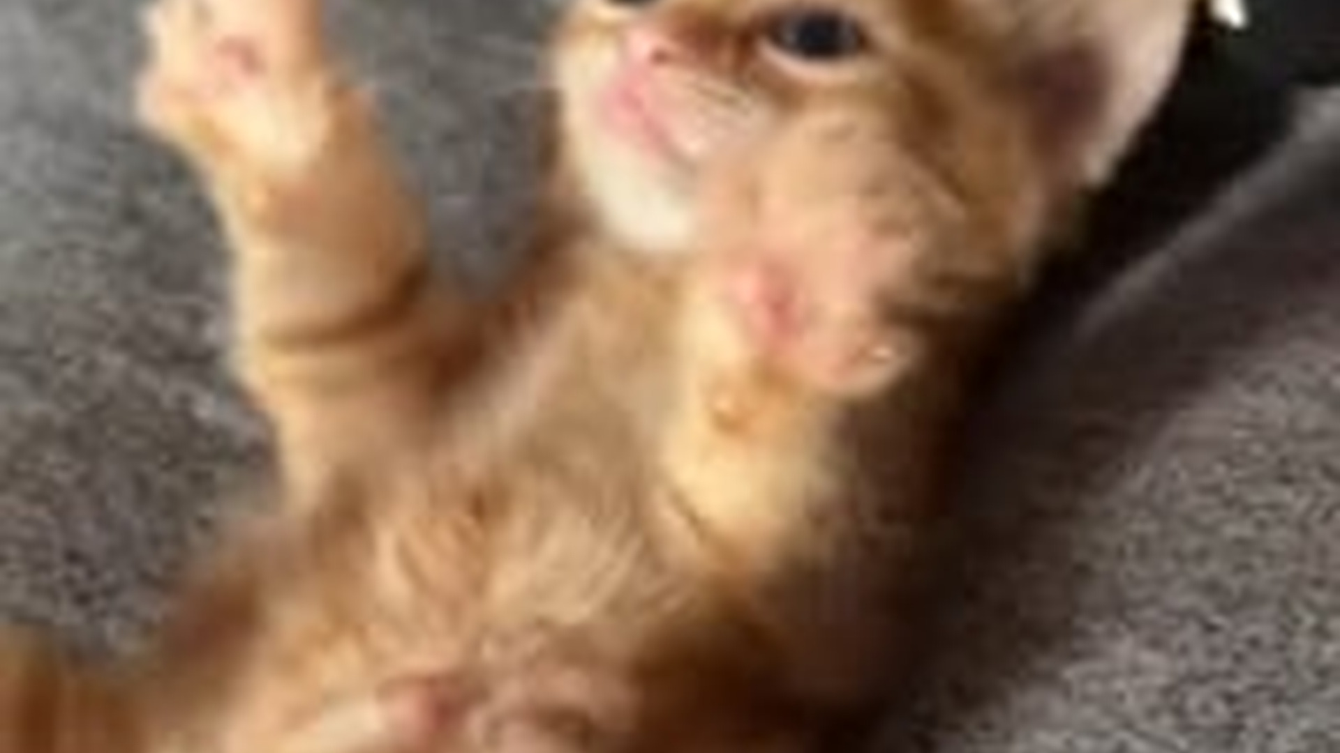 N2205166_Girl adopted a lost kitten then #animals #rescueanimals #animalso_part2