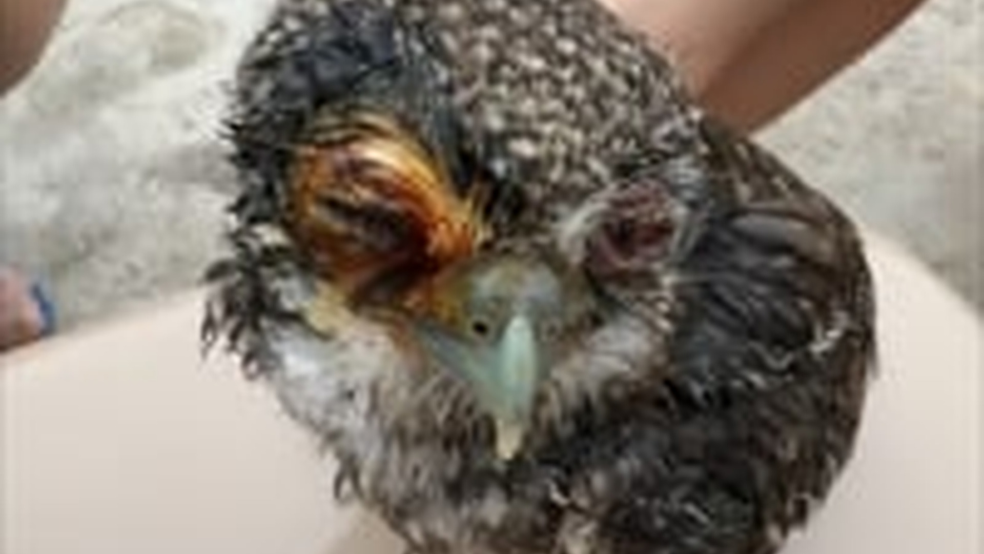 N2205167_couple rescued an injured owl then #animals #rescueanimals_part2