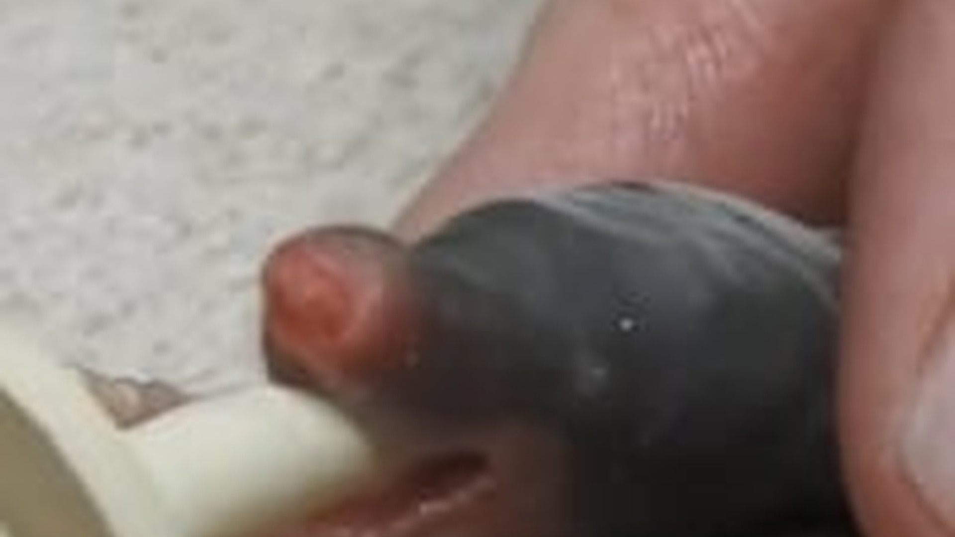 N2205168_Man found a mole in his garden adopted it #animals #rescueanimals_part2