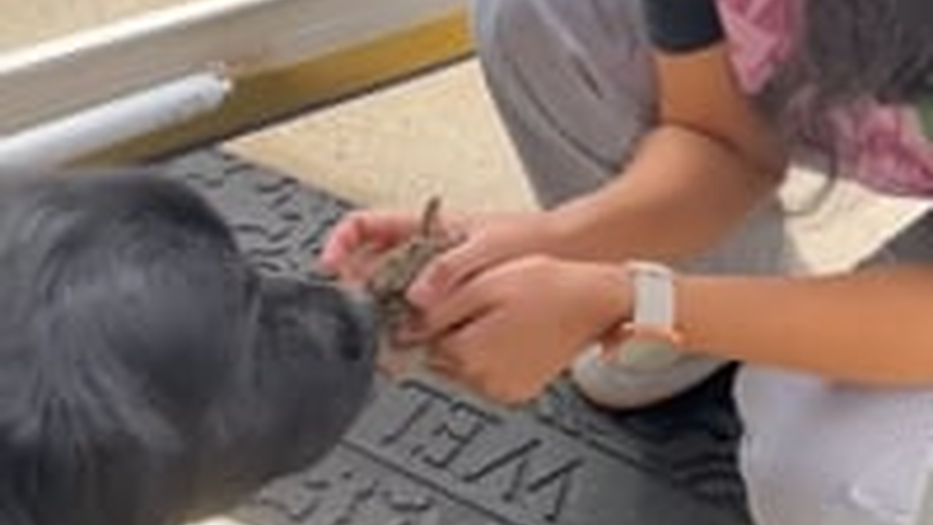 N2205169_woman found a baby rabbit in her backyard adopted it #animal_part2
