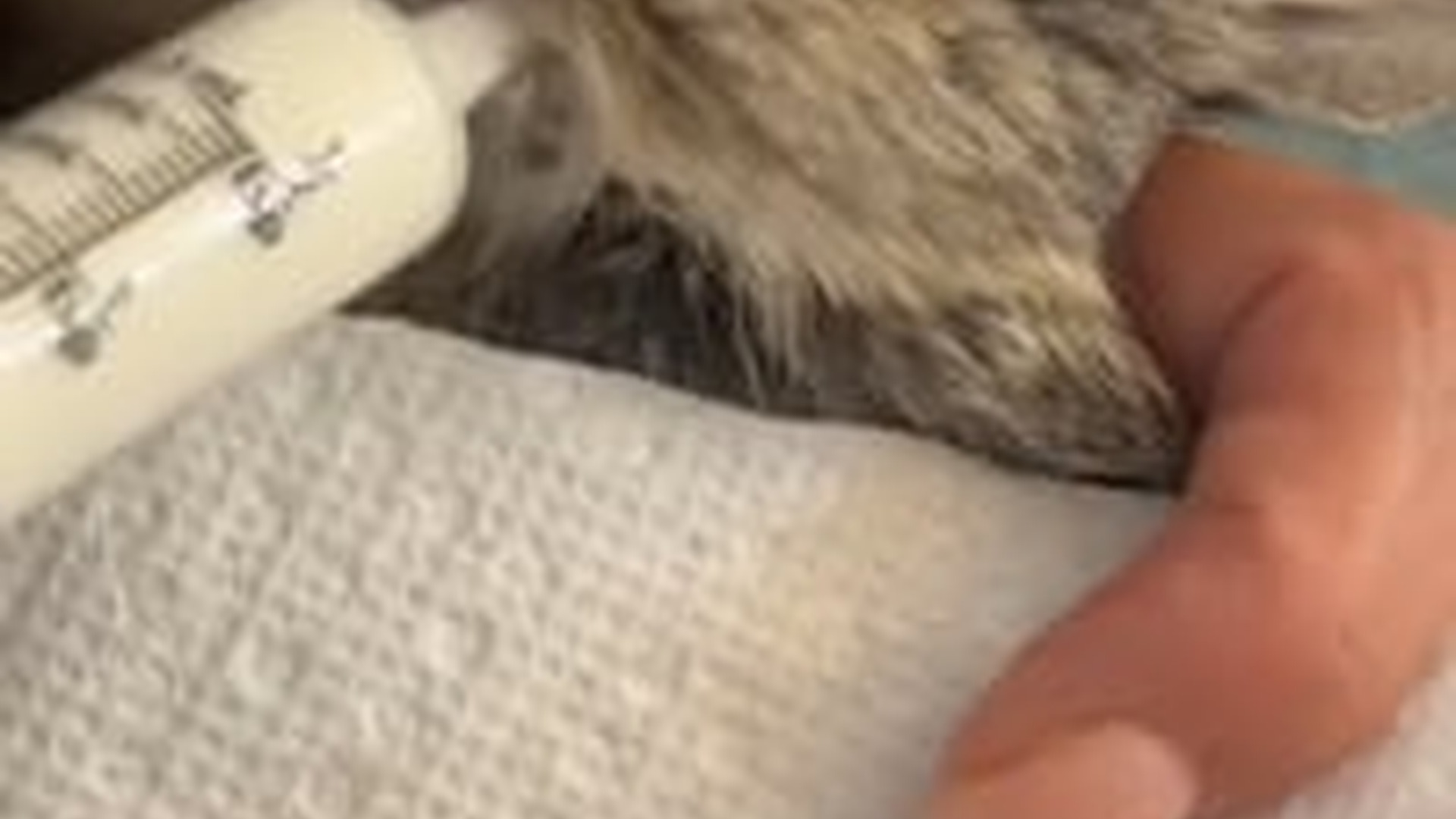 N2205171_My cat brought home a baby rabbit I adopted it #animals #rescuean_part2