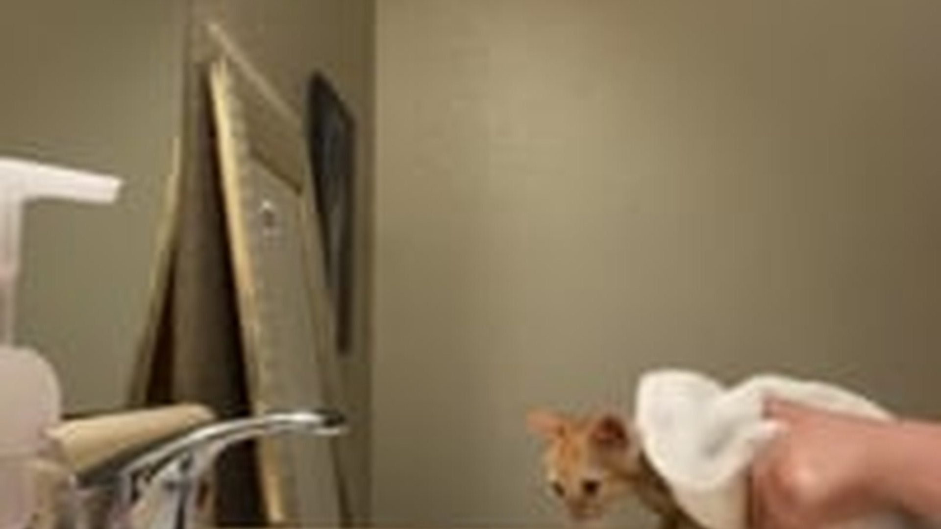 N2205172_couple found a lost kitten on rainy adopted it #animals_part2