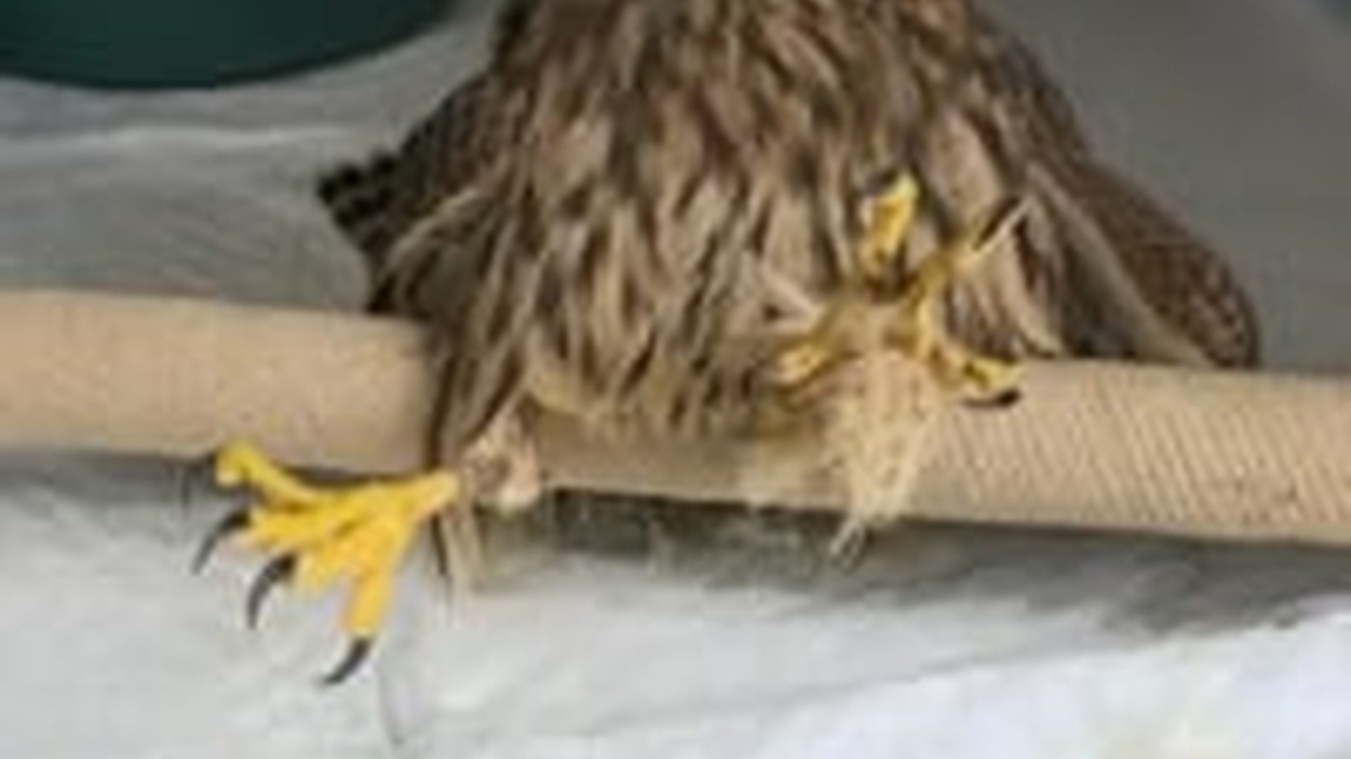 N2205173_Man rescued an injured kestrel then #animals #rescueanimals #anim_part2