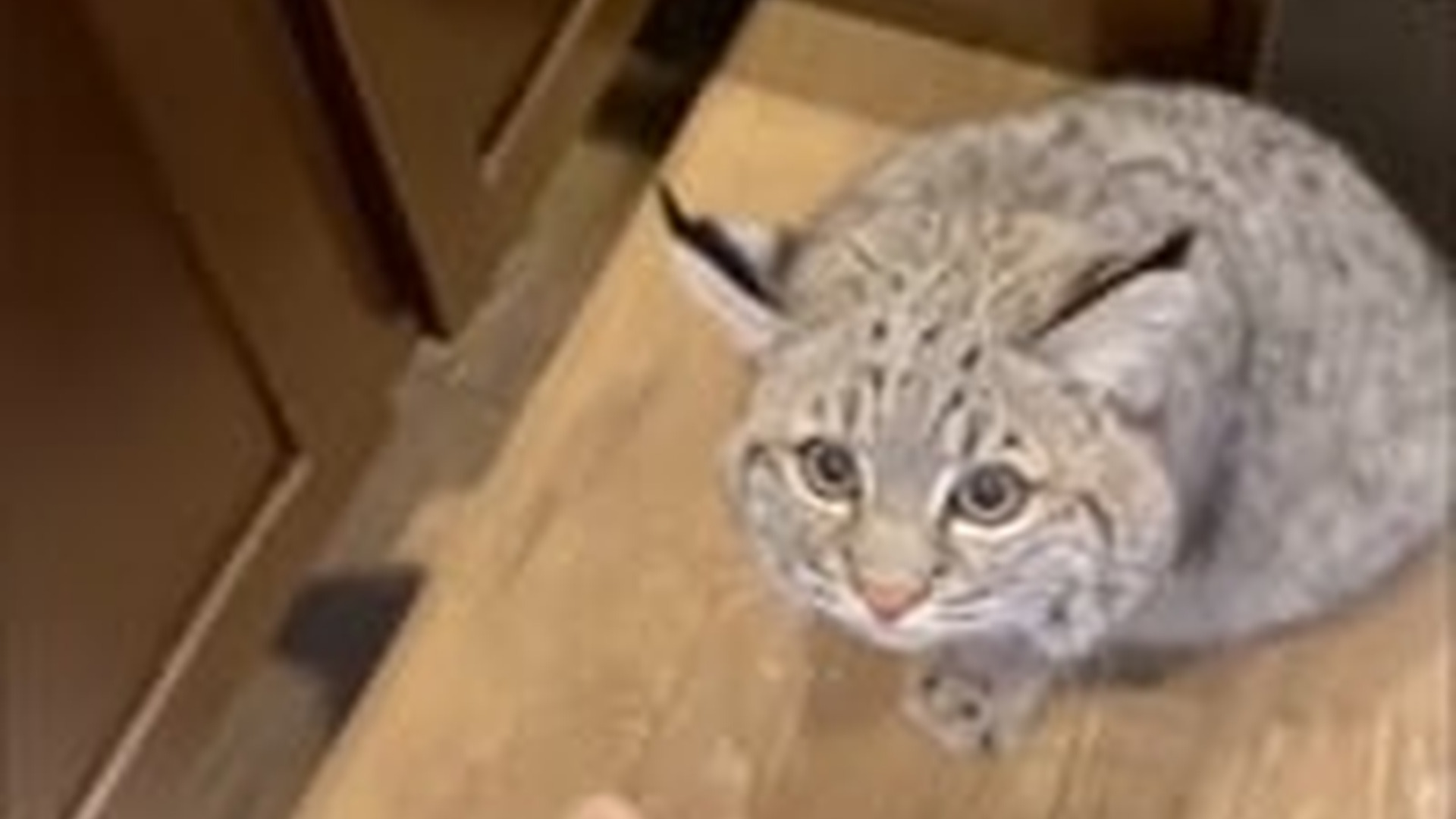 N2205074_Man rescued a trapped bobcat adopted it love #animals #rescu_part2