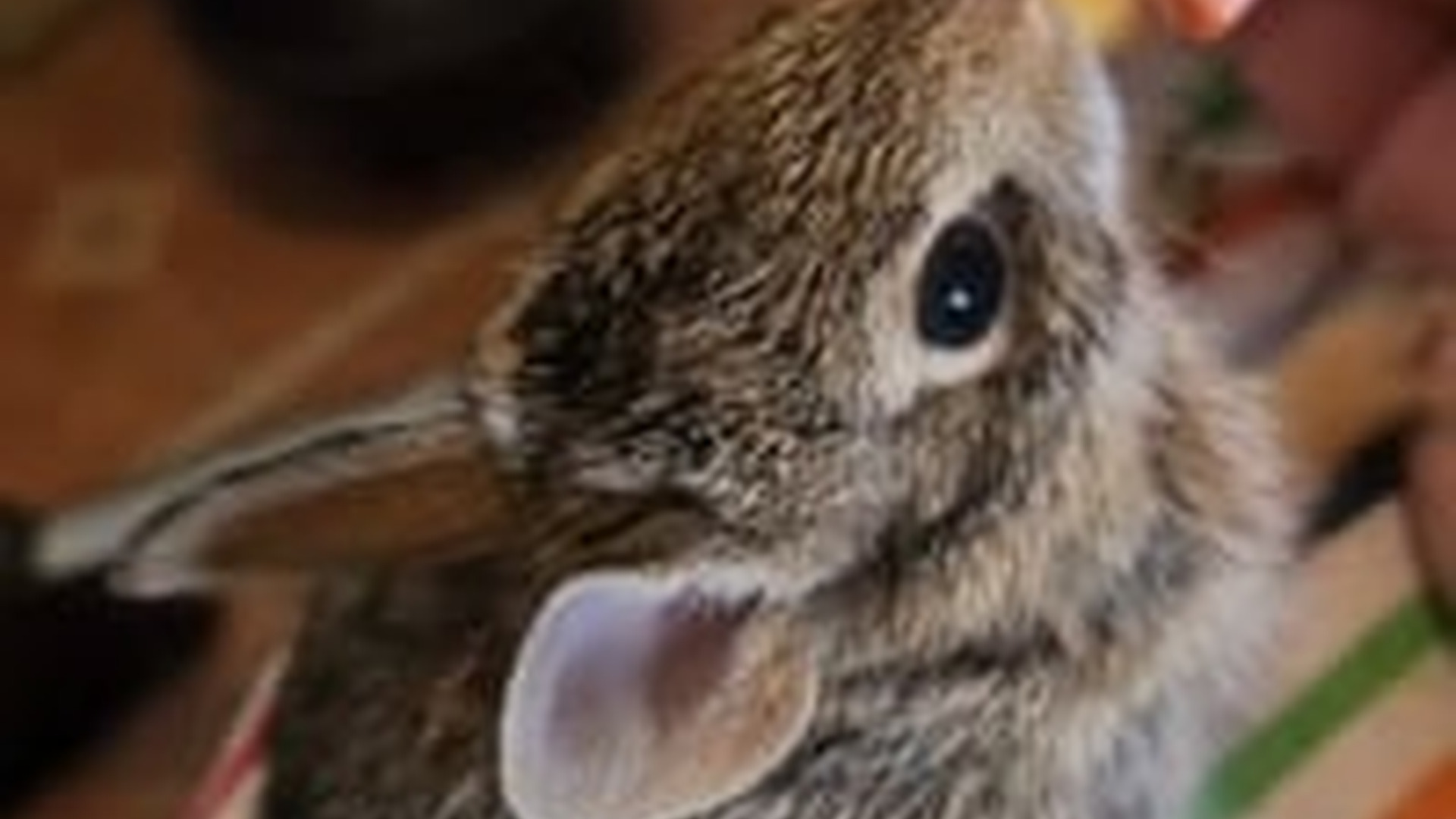 N2205045_Girl rescued a baby rabbit hungry crows brought it home #ani_part2