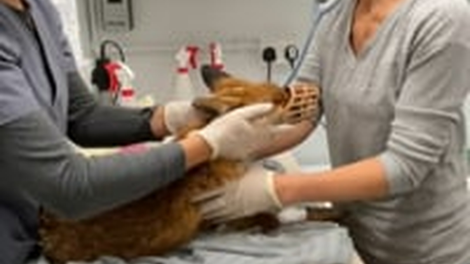 N2205066_couple rescued poor fox hungry bobcat brought it home_part2