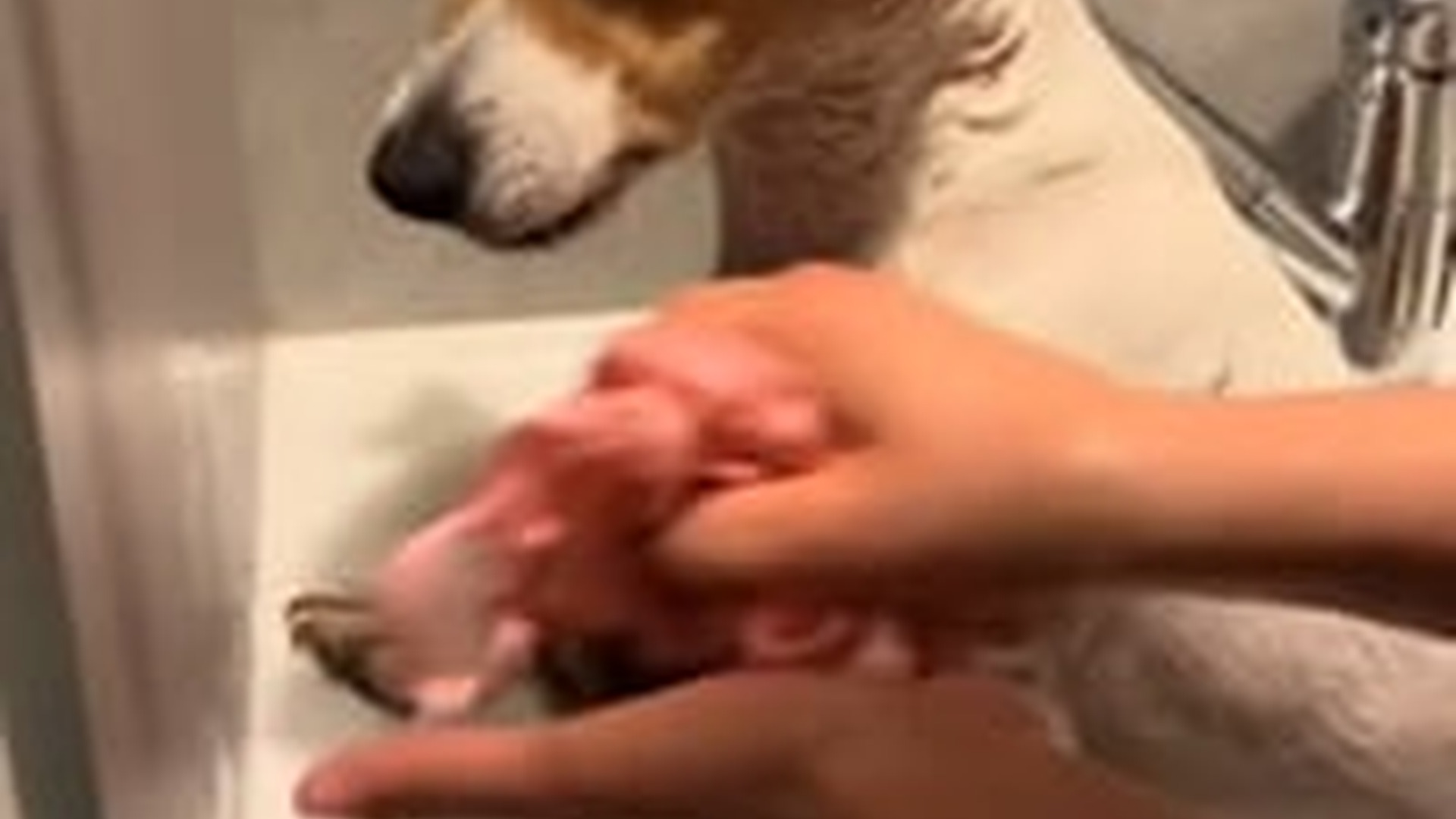 N2205196_We found a dog fall in canal #animals #rescueanimals #animalsofti_part2