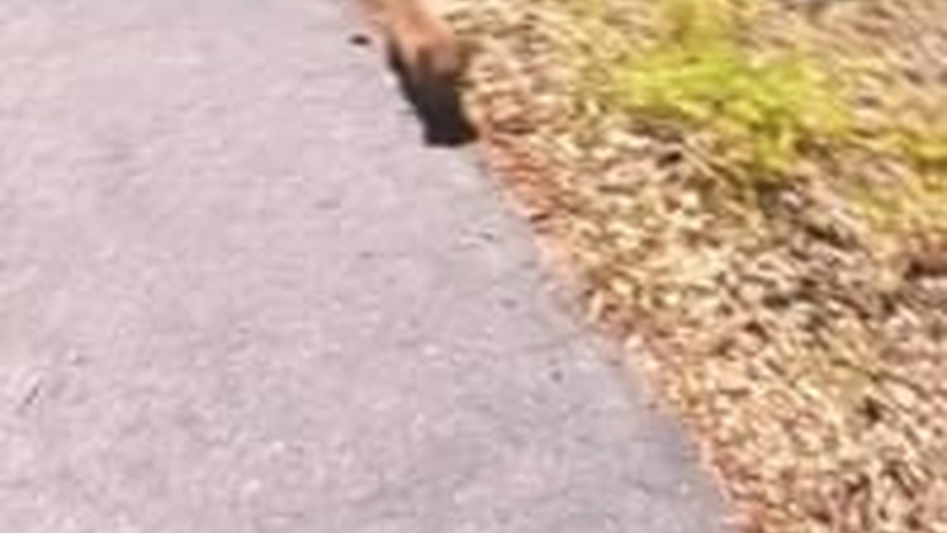 N2205197_Baby bobcat followed man home after rescuing #animals #rescueanim_part2