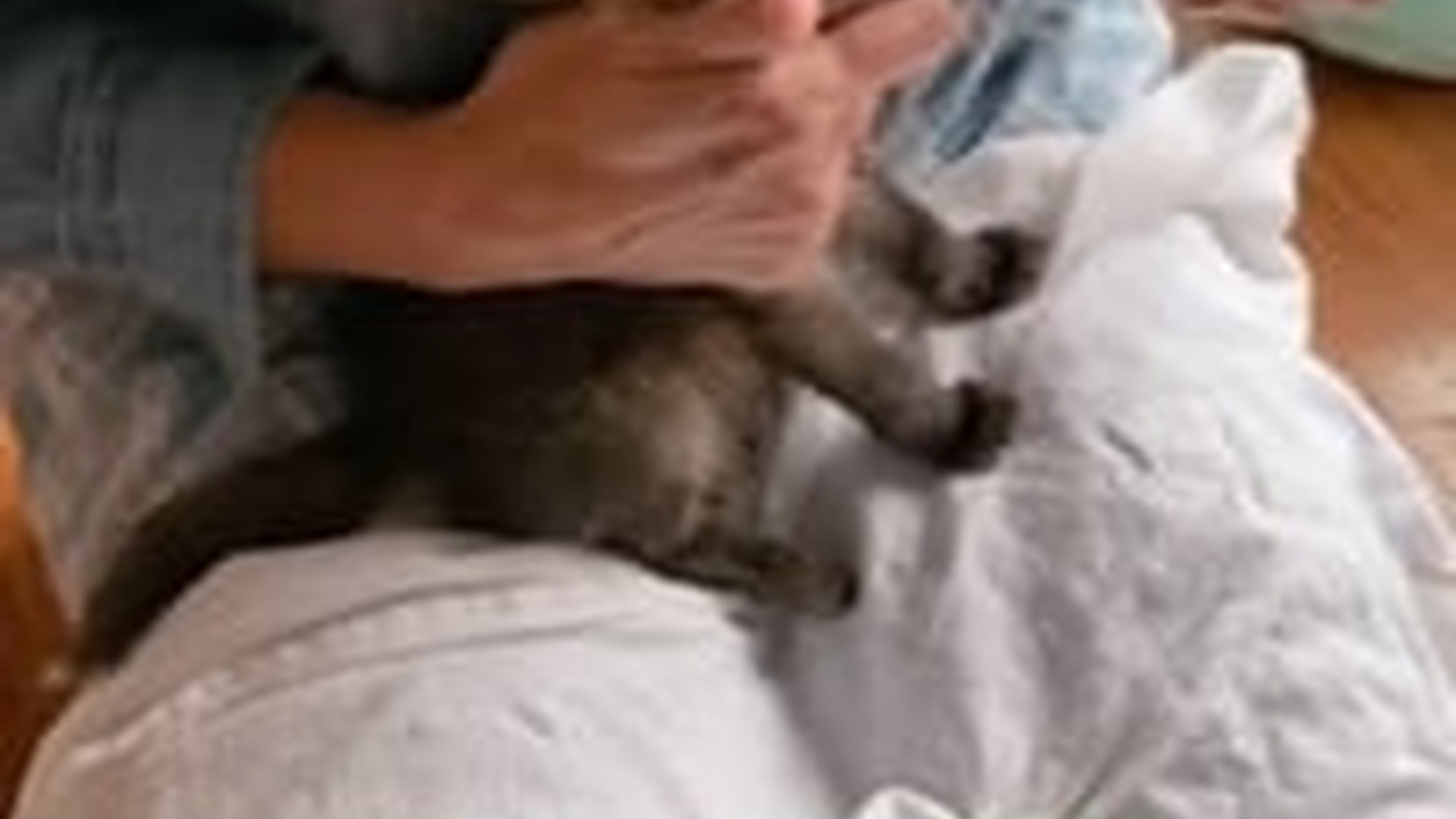 N2205201_family found a lost fox cub adopted it #animal #rescueanimal_part2