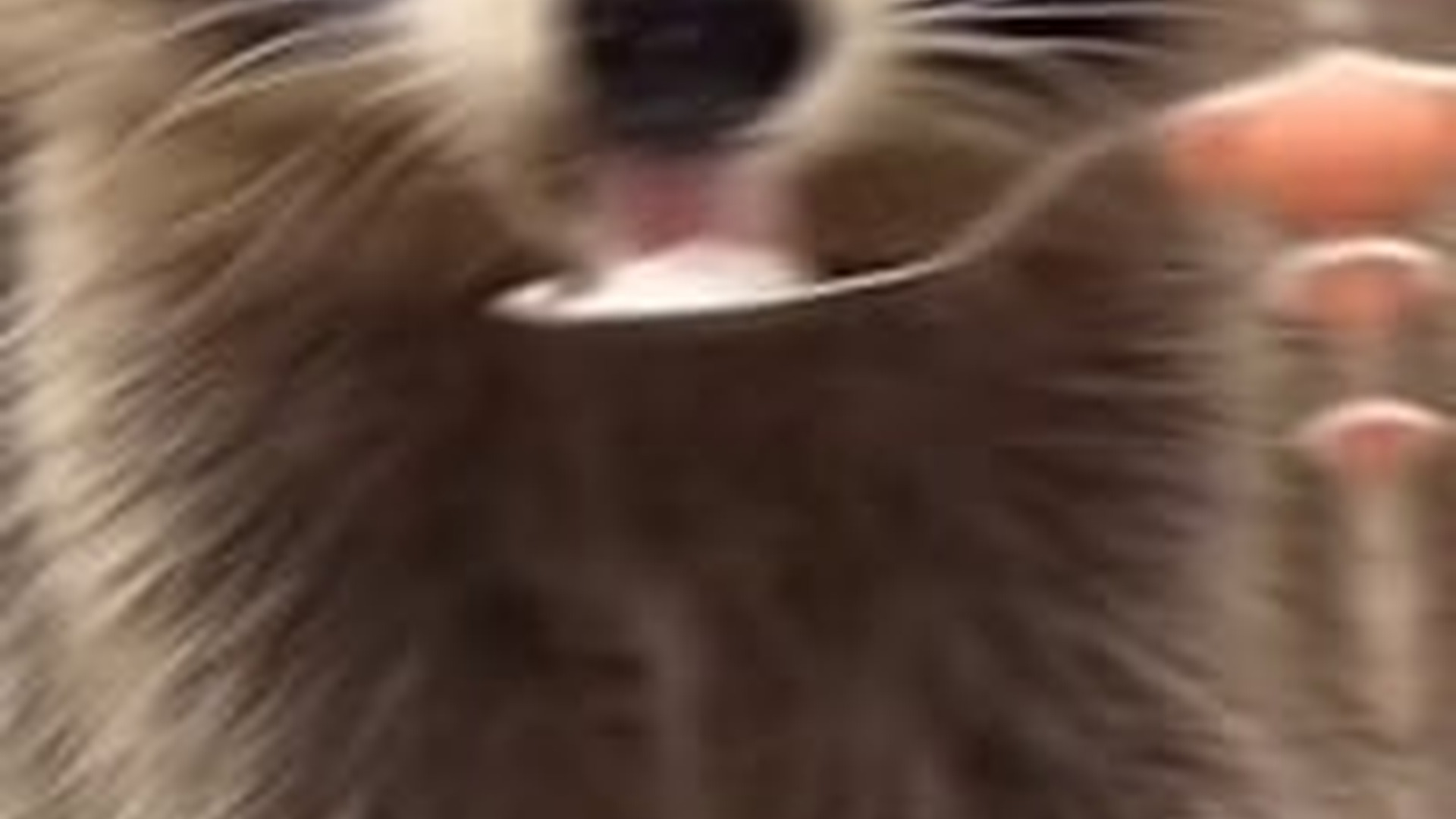N2205204_Girl rescued a reckless raccoon adopted it #animal #rescueanimals_part2