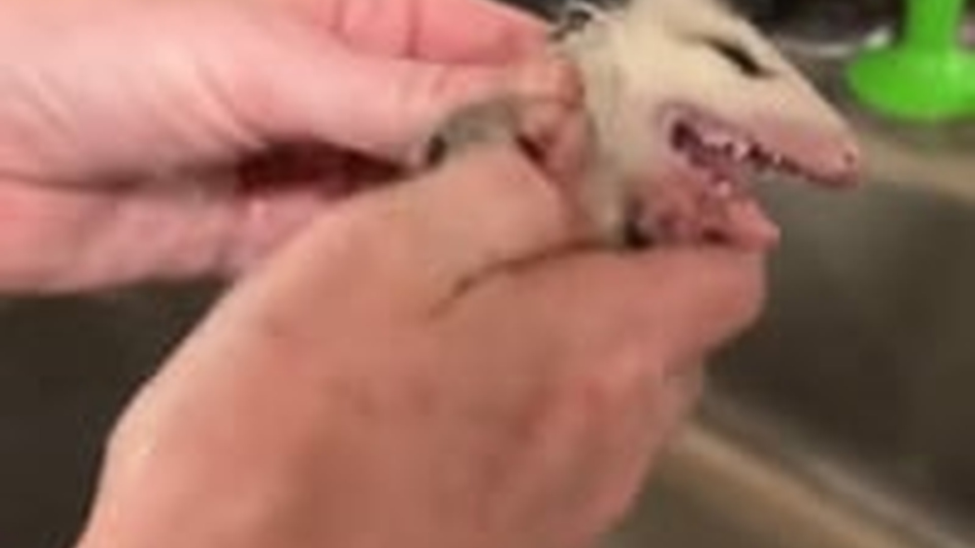 N2205206_Girl rescued a baby opossum stuck under sewer adopted it #ani_part2