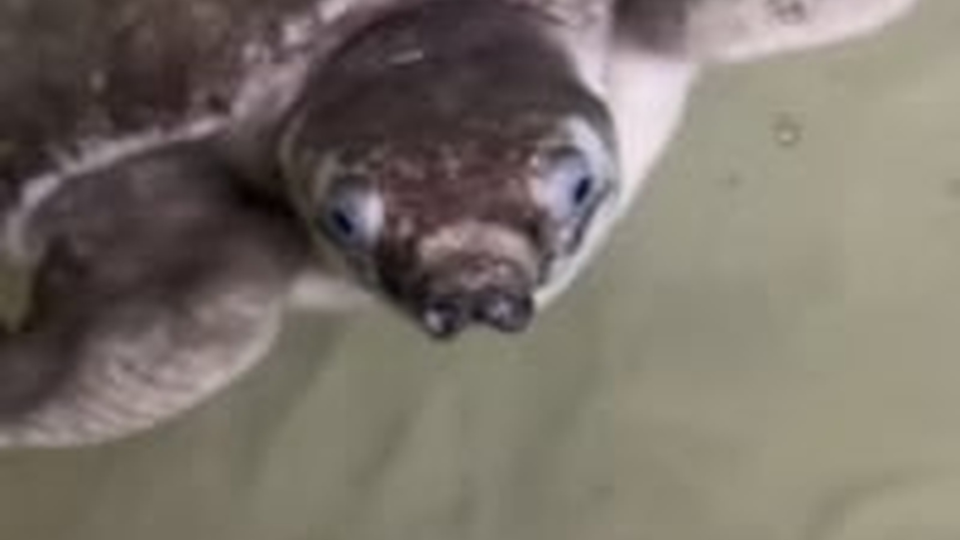 N2205207_Girl rescued adopted an angry turtle #animal #rescueanimals #anim_part2