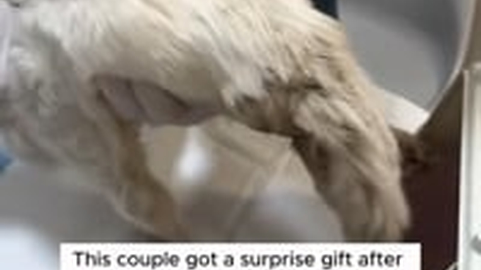 N2205208_couple got a surprise gift after rescuing an injured cat #animal_part2