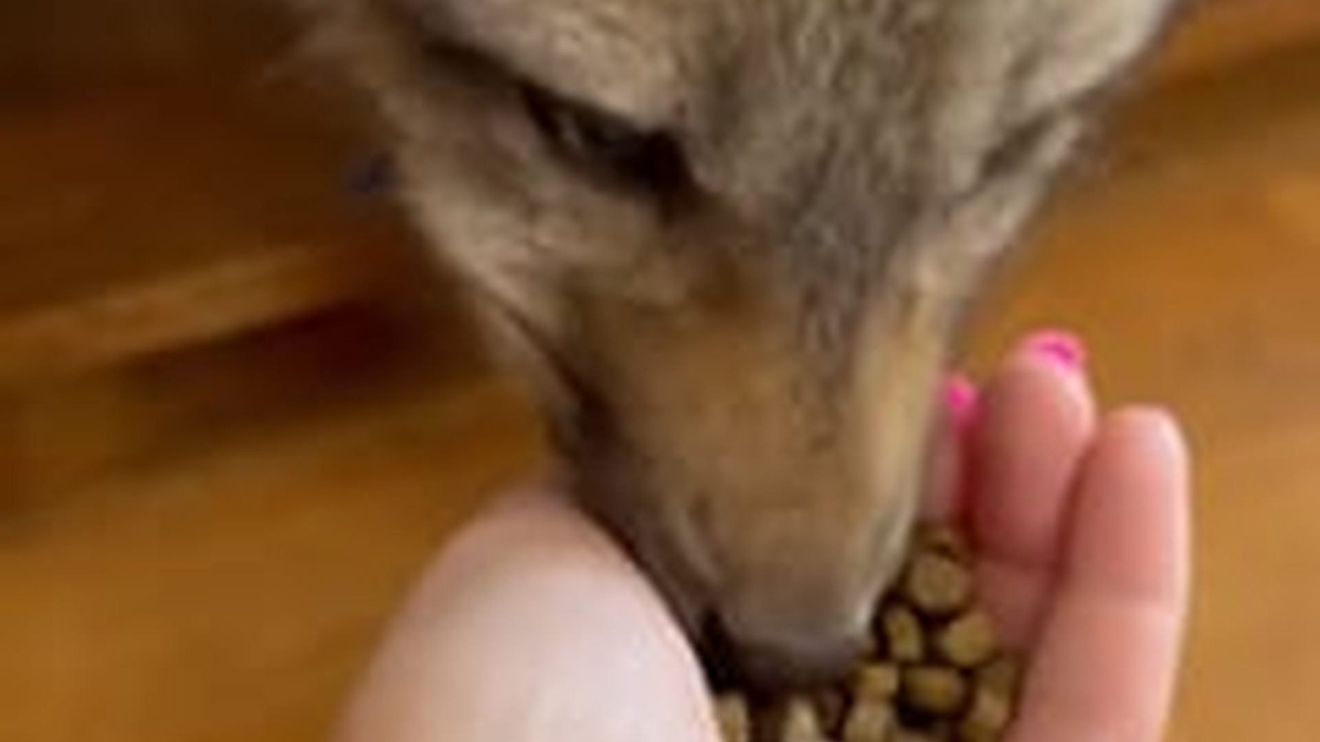 N2205210_woman found adopted a baby fox lost its mother #animal #anim_part2