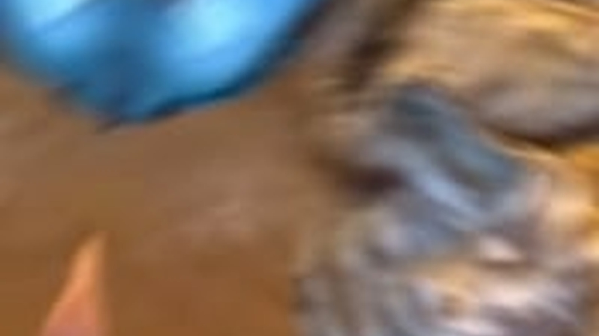 N2205211_family found rescued an injured owl #animals #rescueanimals_part2