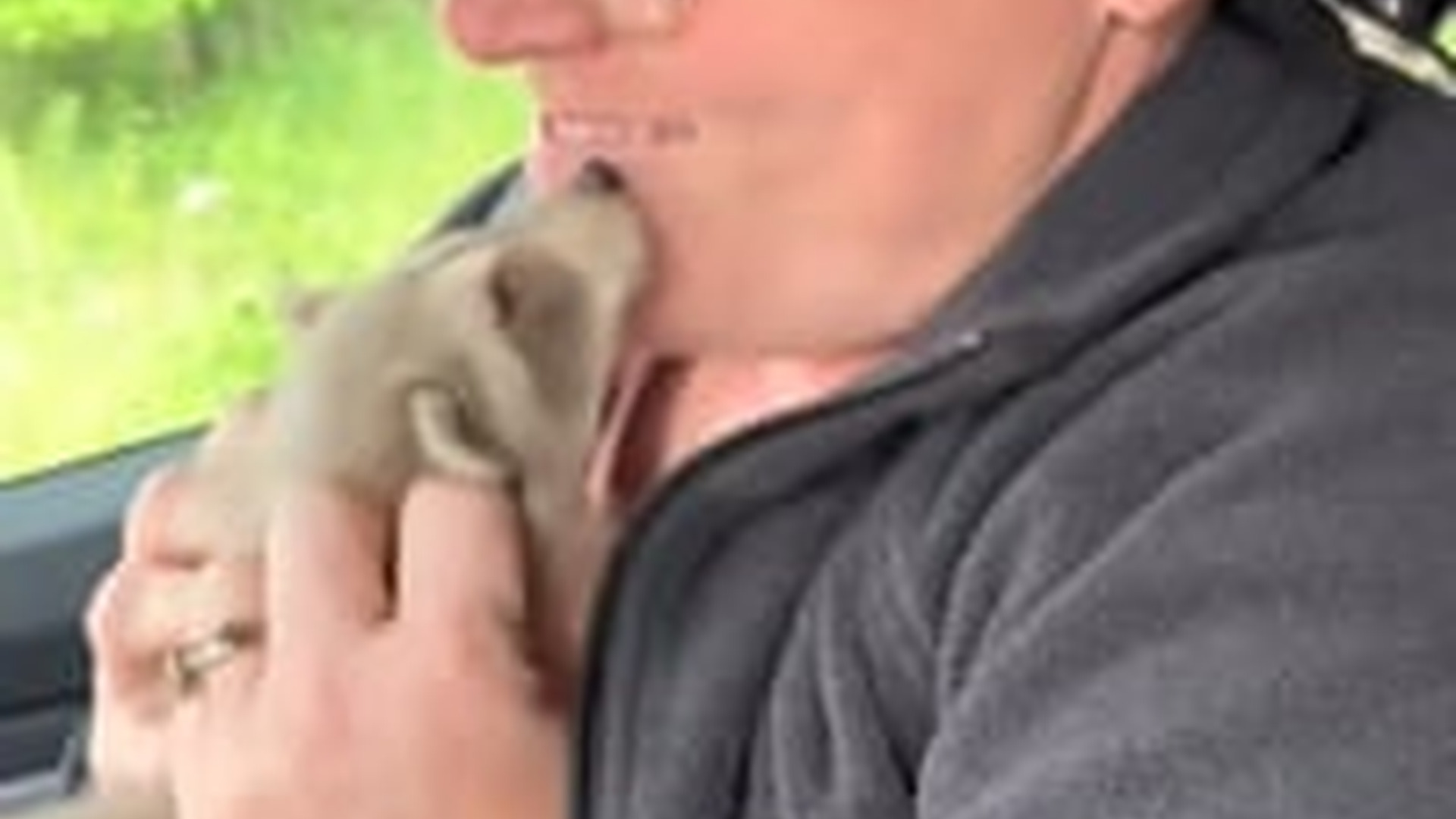 N2205213_Girl found a lost baby raccoon adopted it #animals #rescueanimals_part2
