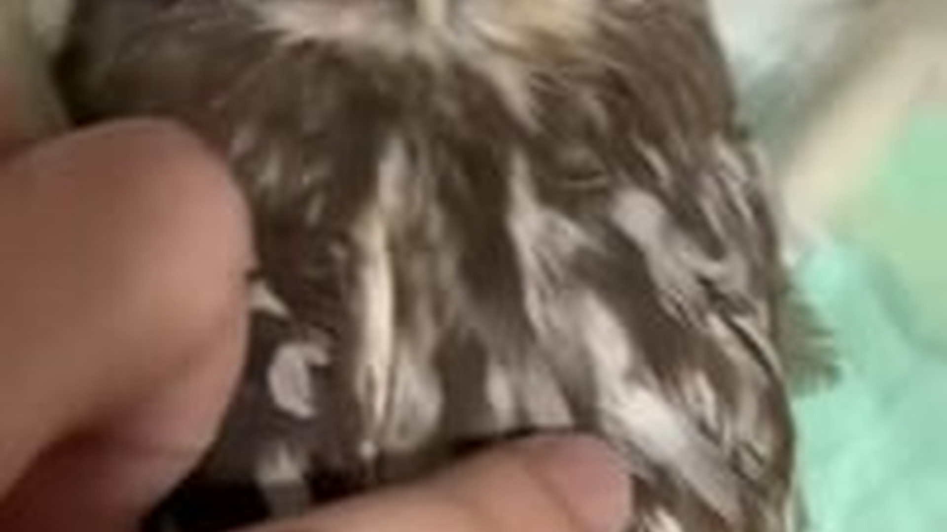 N2205214_Man found a lost little owl on road gave it a warm home #anim_part2