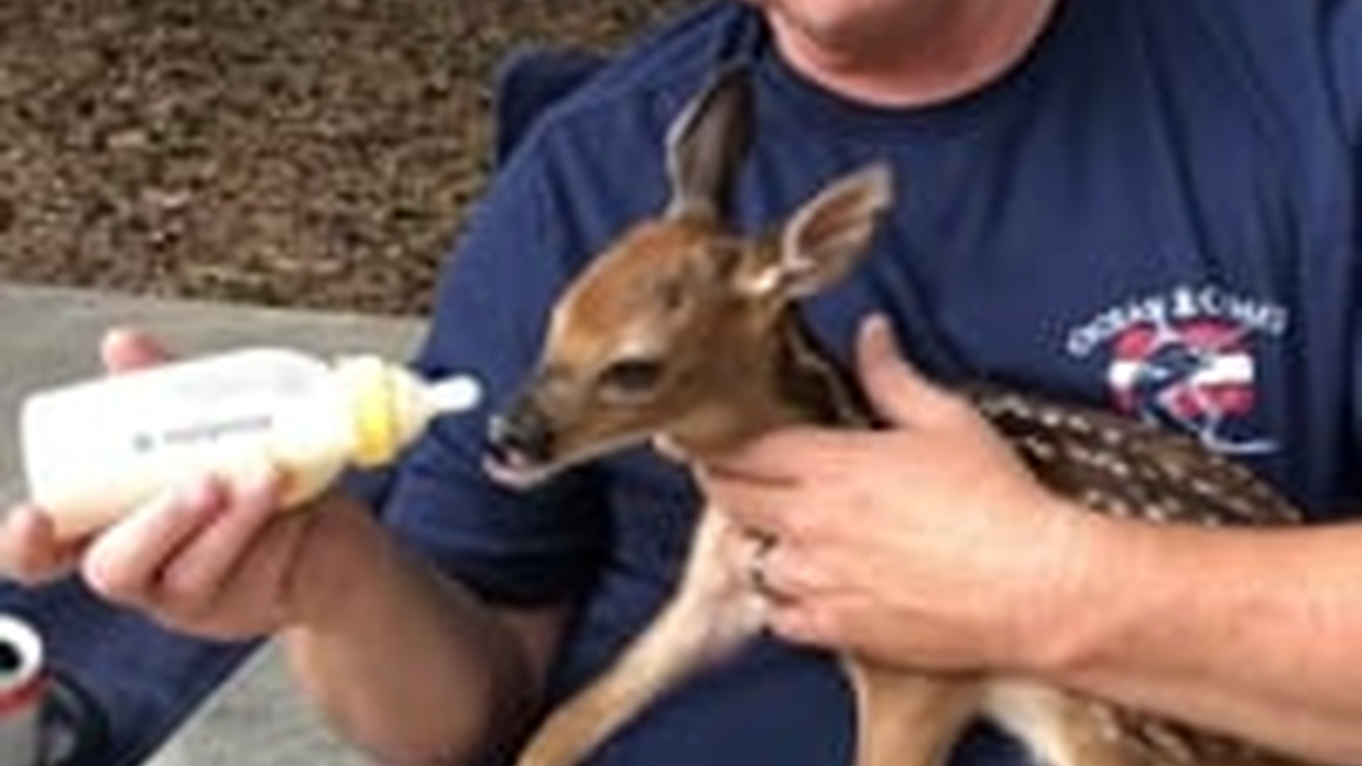 N2205216_A baby deer came to my house I adopted it #animals #rescueanimals_part2
