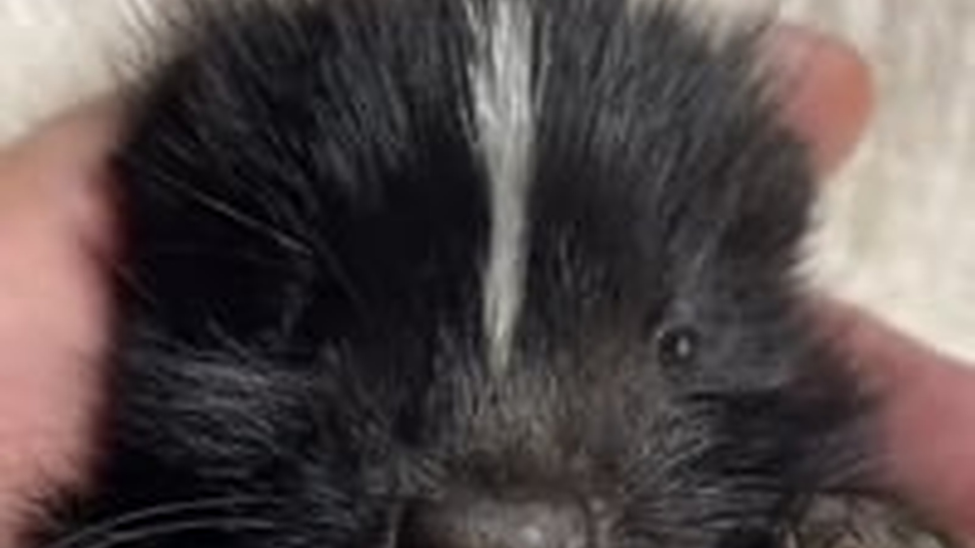 N2205217_Man found a baby skunk lost its mother adopted it #animals #rescu_part2