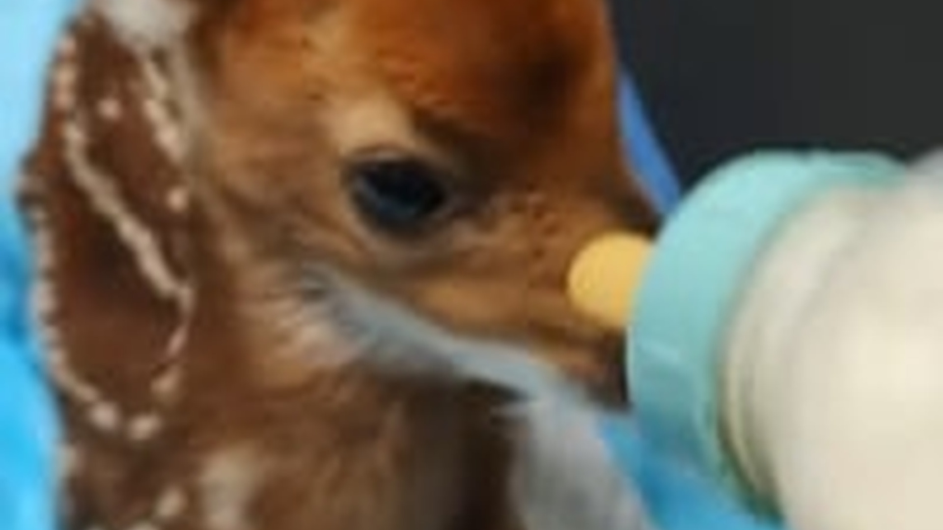 N2205220_Man rescued a baby deer stuck in fence #animals #rescueanimals #anima_part2