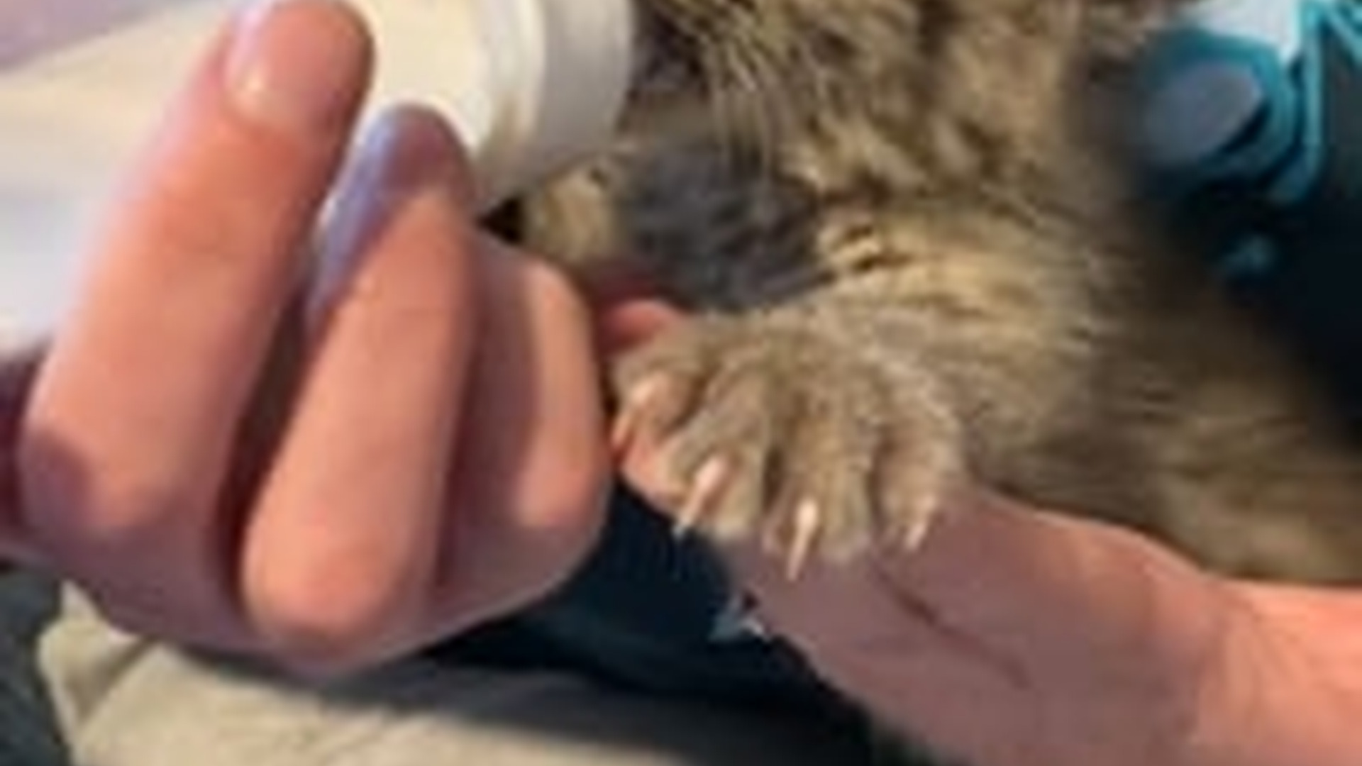 N2205221_Girl rescued a baby bobcat wildfire adopted it #animals #res_part2