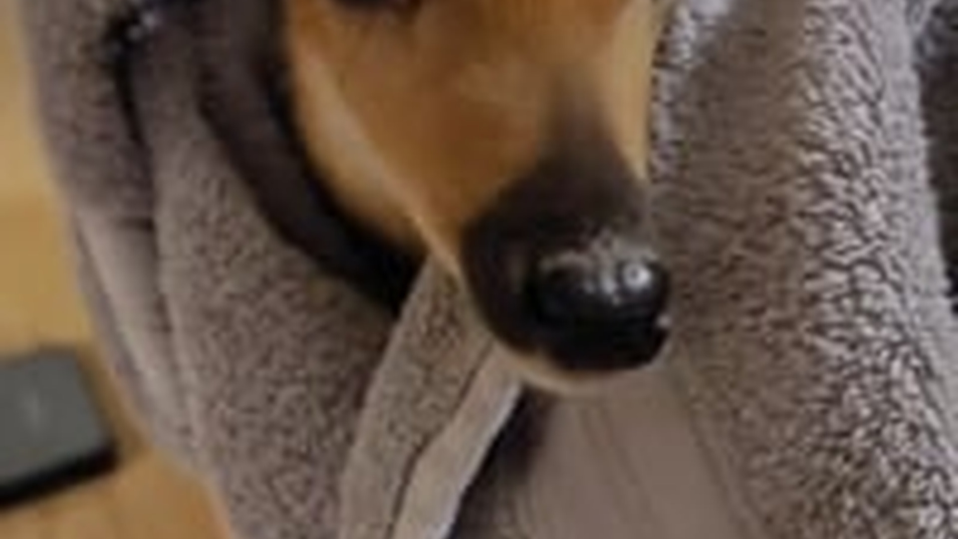 N2205222_baby deer stuck in lake swam to us help #animals #re_part2