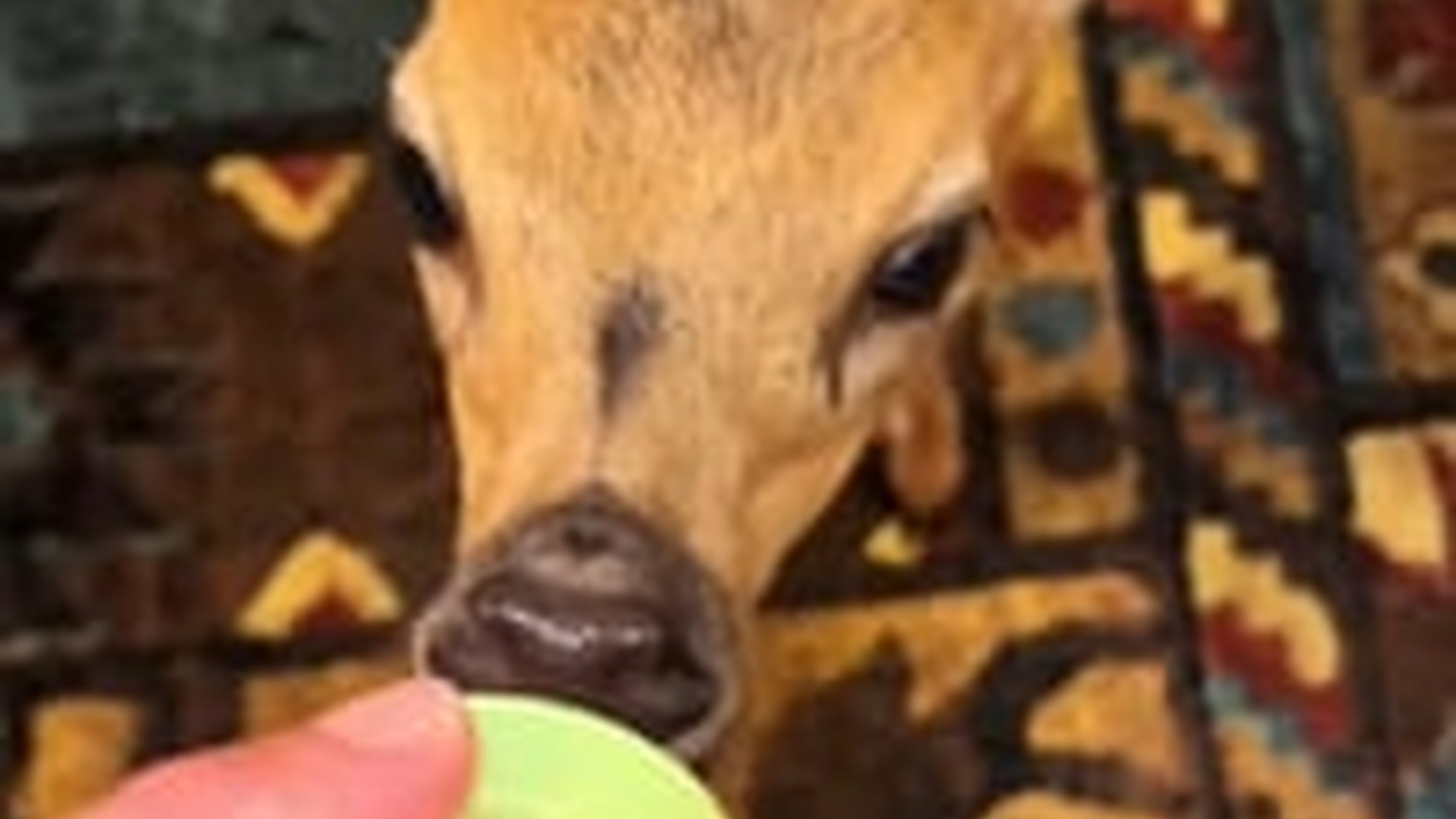 N2205223_baby deer got lost its mother followed us home #animals_part2