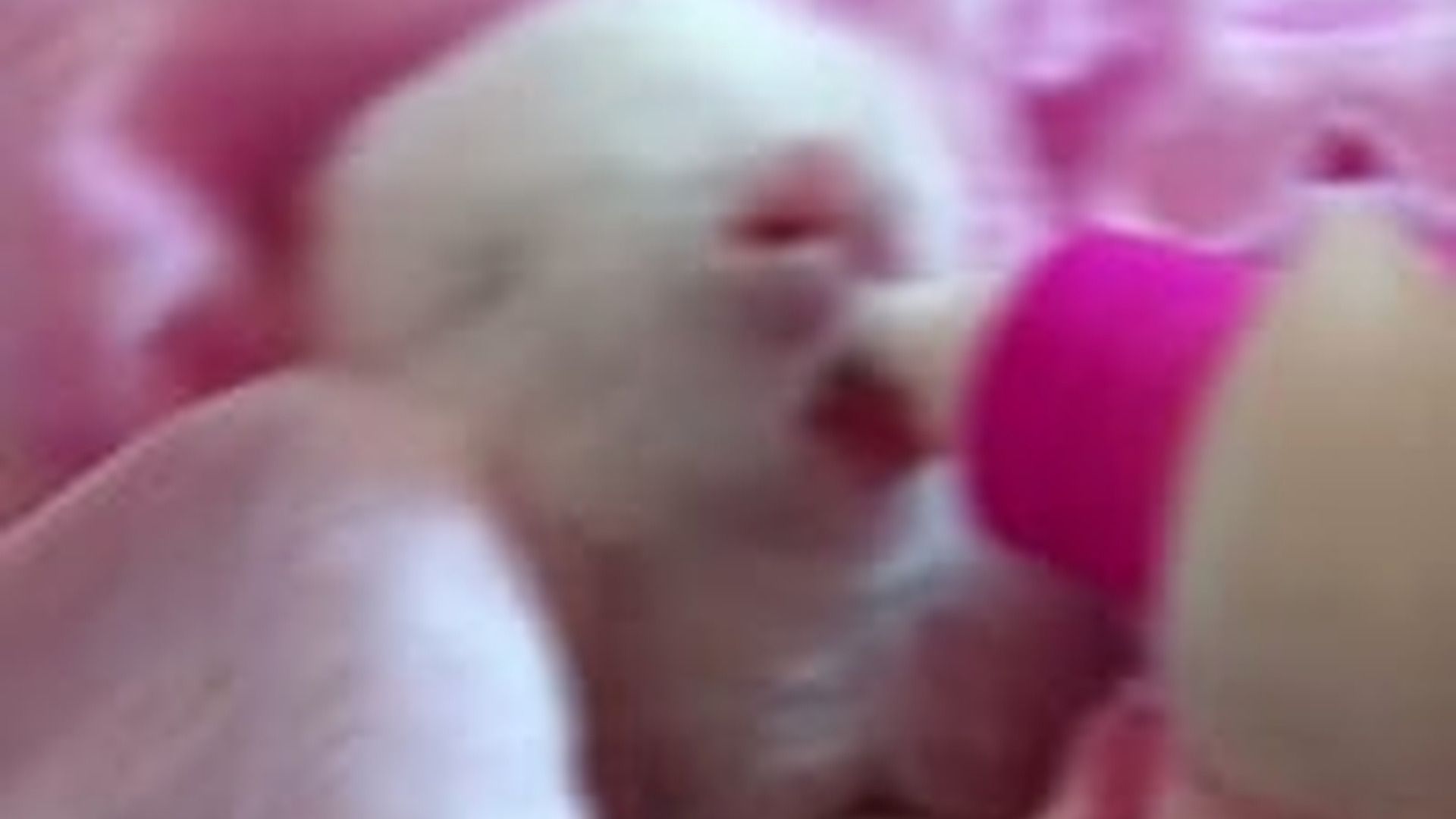 N2205224_Girl found these cute baby rabbits adopted them #animals #rescuea_part2