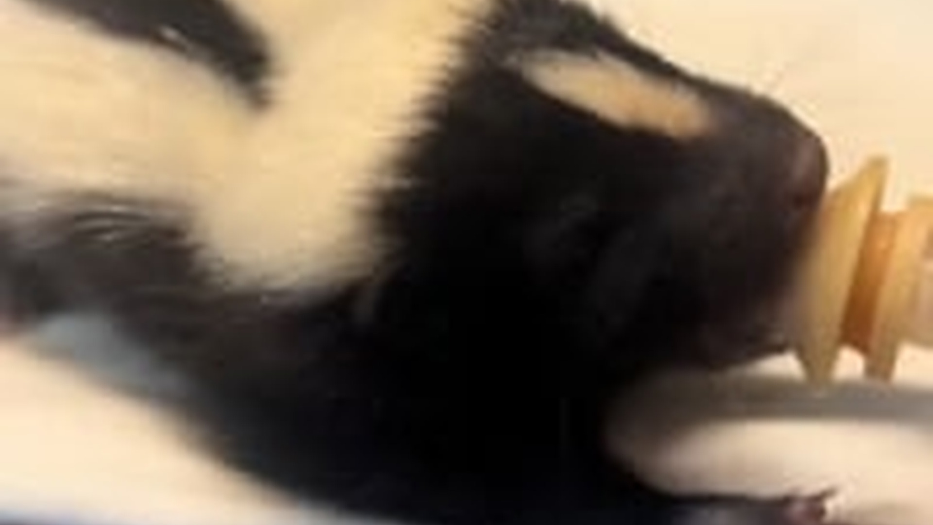 N2205226_Girl found a poor baby skunk lost its mother adopted it #animals_part2
