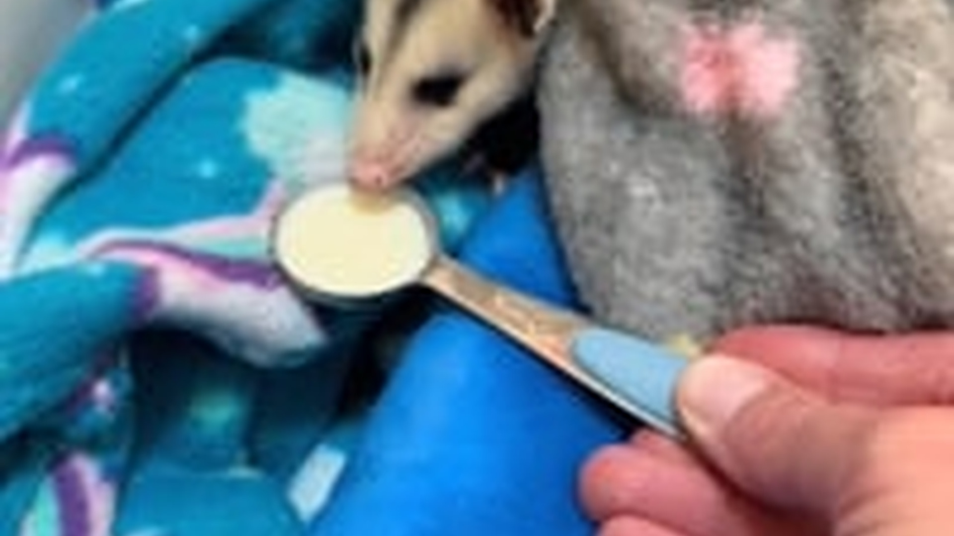 N2205229_My dog found a baby opossum I adopted it #animals #rescueanimals_part2