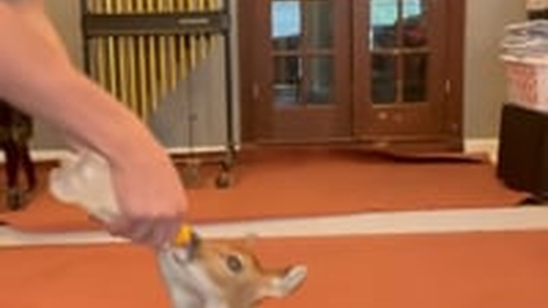 N2205230_Man found 2 baby deers in his backyard adopted them #animals #res_part2