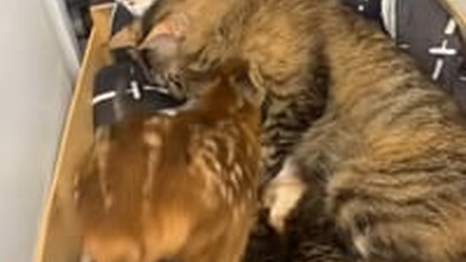 N2205231_man found adopted a baby deer lost its mother #animals #resc_part2