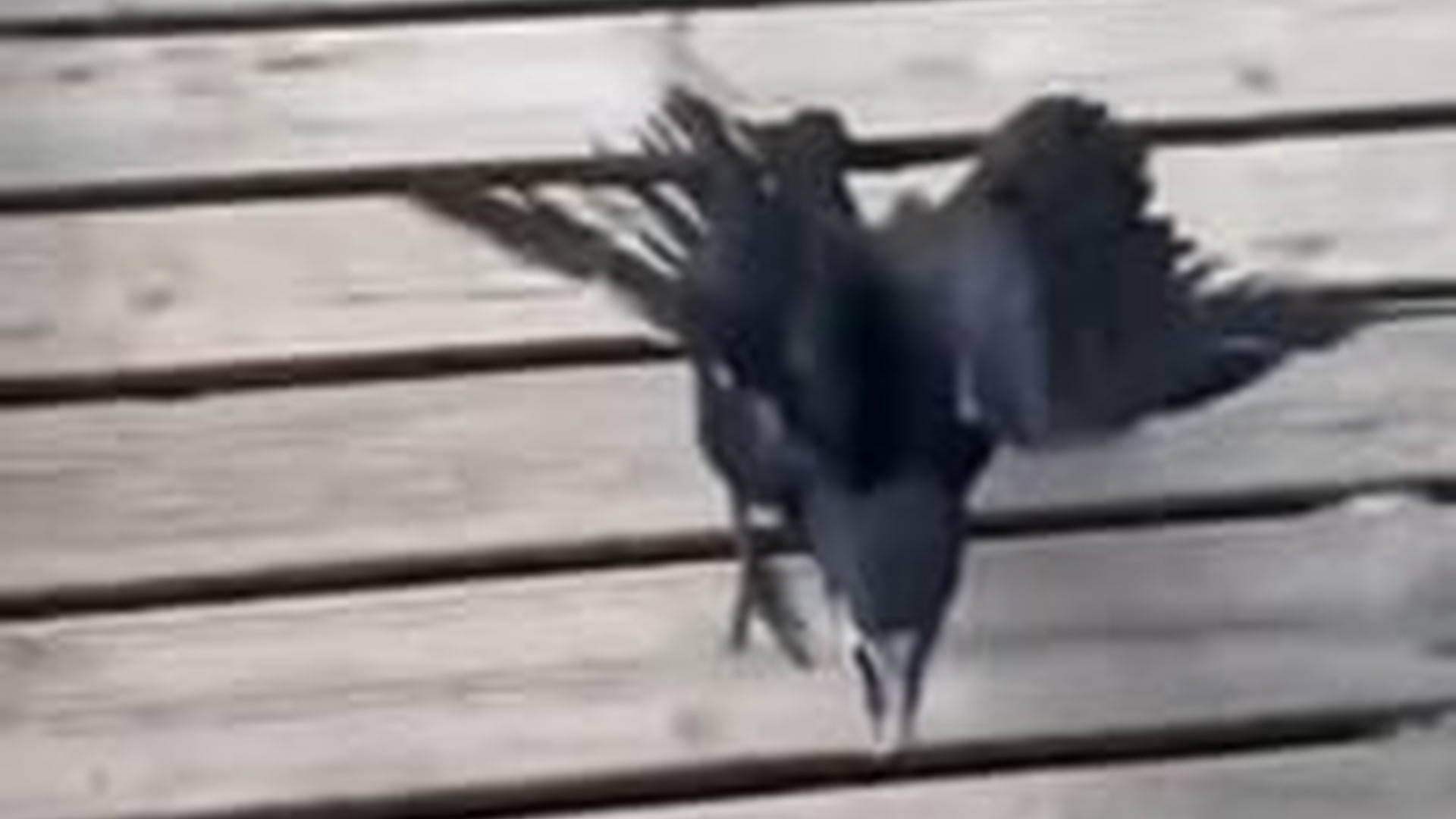 N2205232_family found adopted a baby crow lost its mother #animals #r_part2