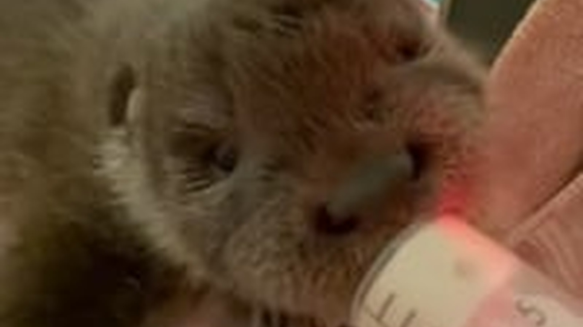 N2205233_Man rescued a baby otter stuck in net adopted it #animals #rescue_part2