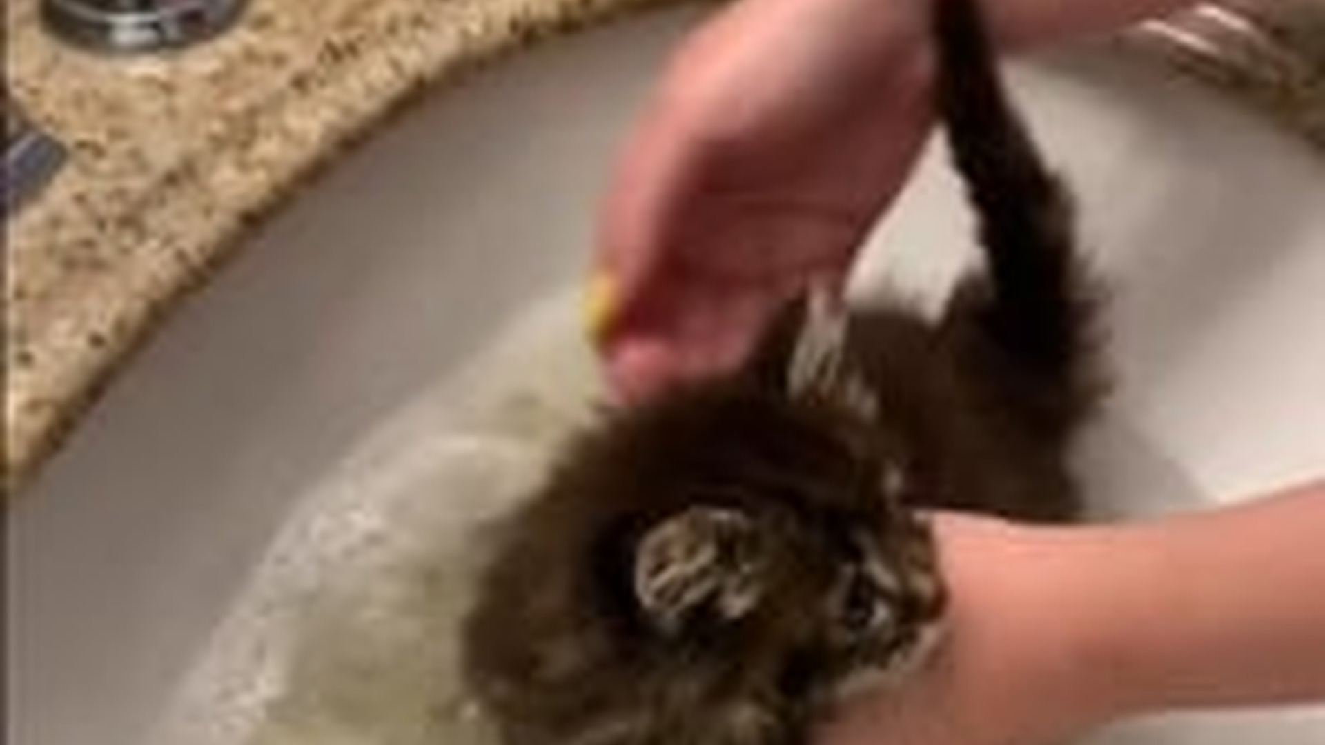 N2205234_Girl found adopted a kitten lost its mother #animal #rescueanimal_part2