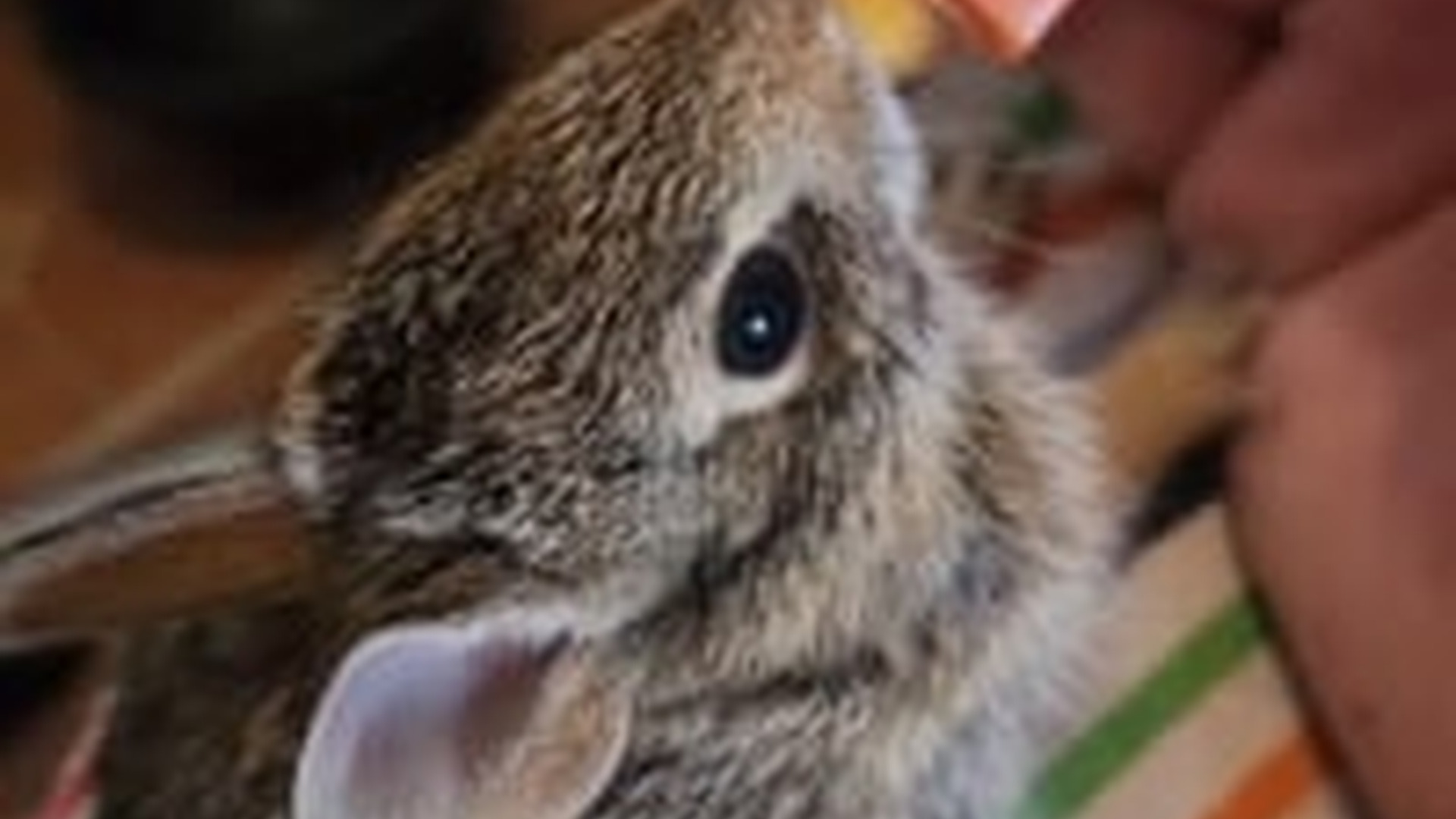 N2205253_We found a drowning baby rabbit adopted him #animal #rescueanimal_part2