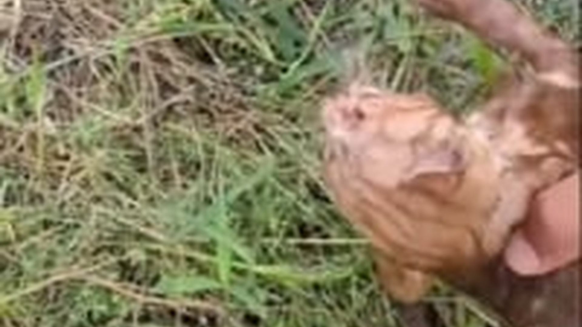 N2205254_Man found rescued a drowning kitten #animal #rescueanimals #anima_part2
