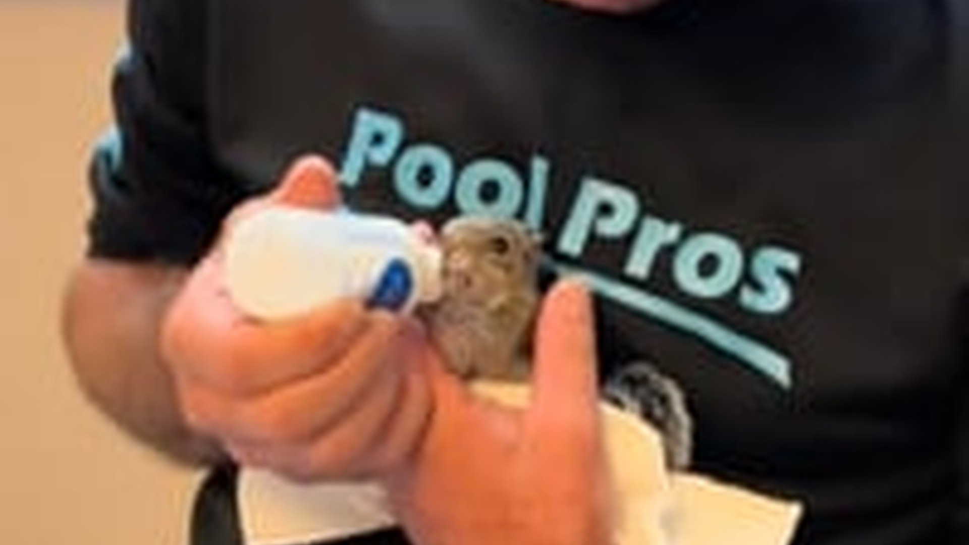 N2205255_Man rescued a baby squirrel lost its mother #animal #rescueanimals #a_part2