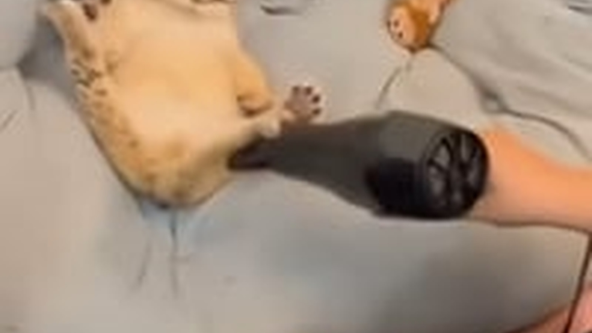 N2205256_family rescued adopted a lion cub lost its mother #animal #r_part2