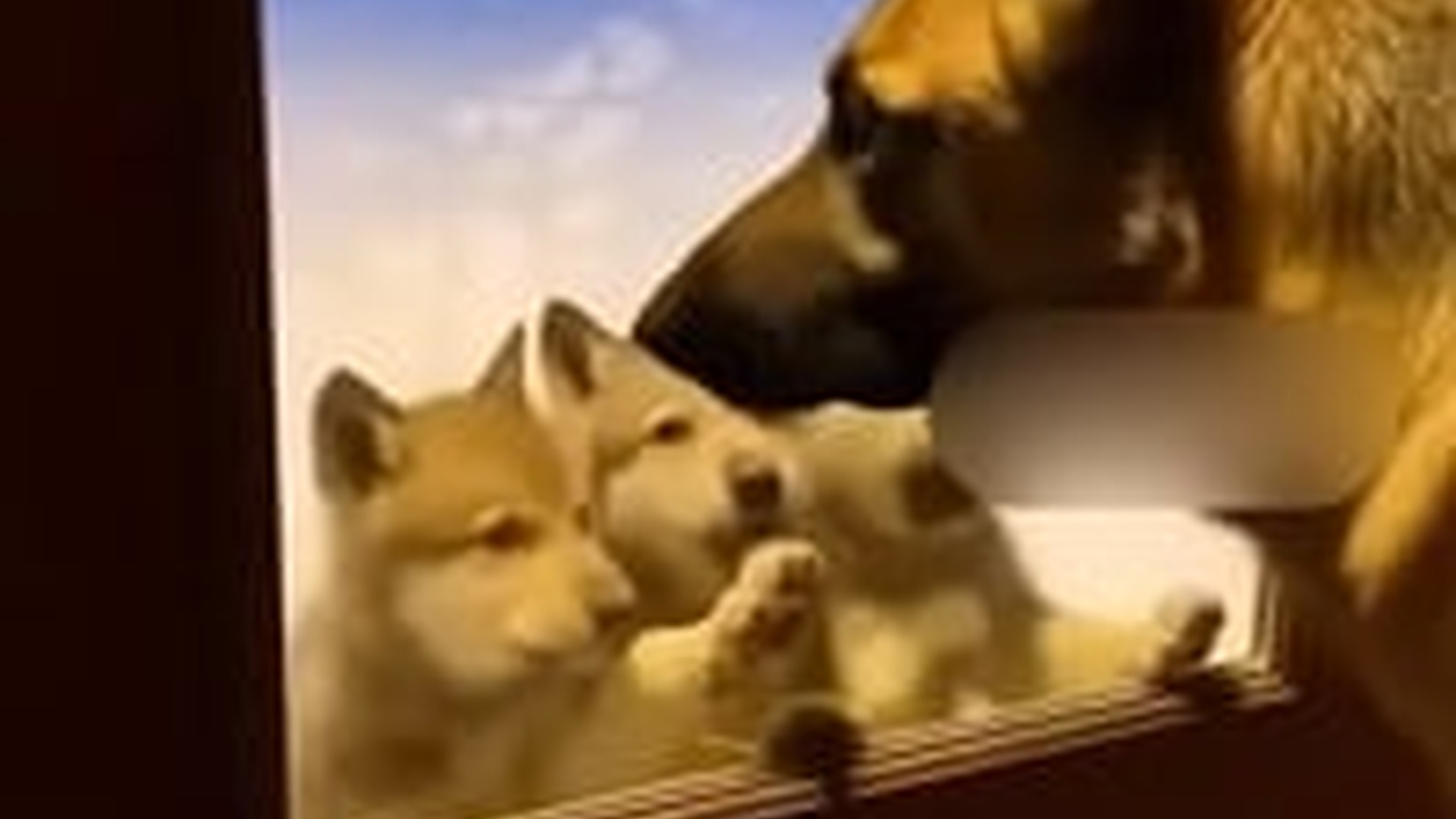 N2005016_Baby Wolves Came To My House Their Poor Mother #wolf #rescue #who