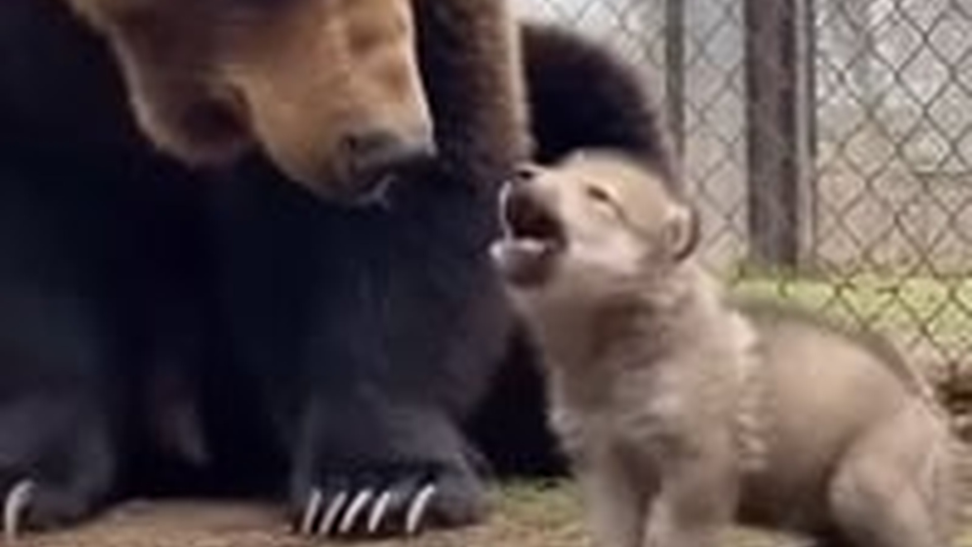 N2005017_Bear Adopted a Baby Wolf So It Wouldn t Miss His Mother #wolf #rescue