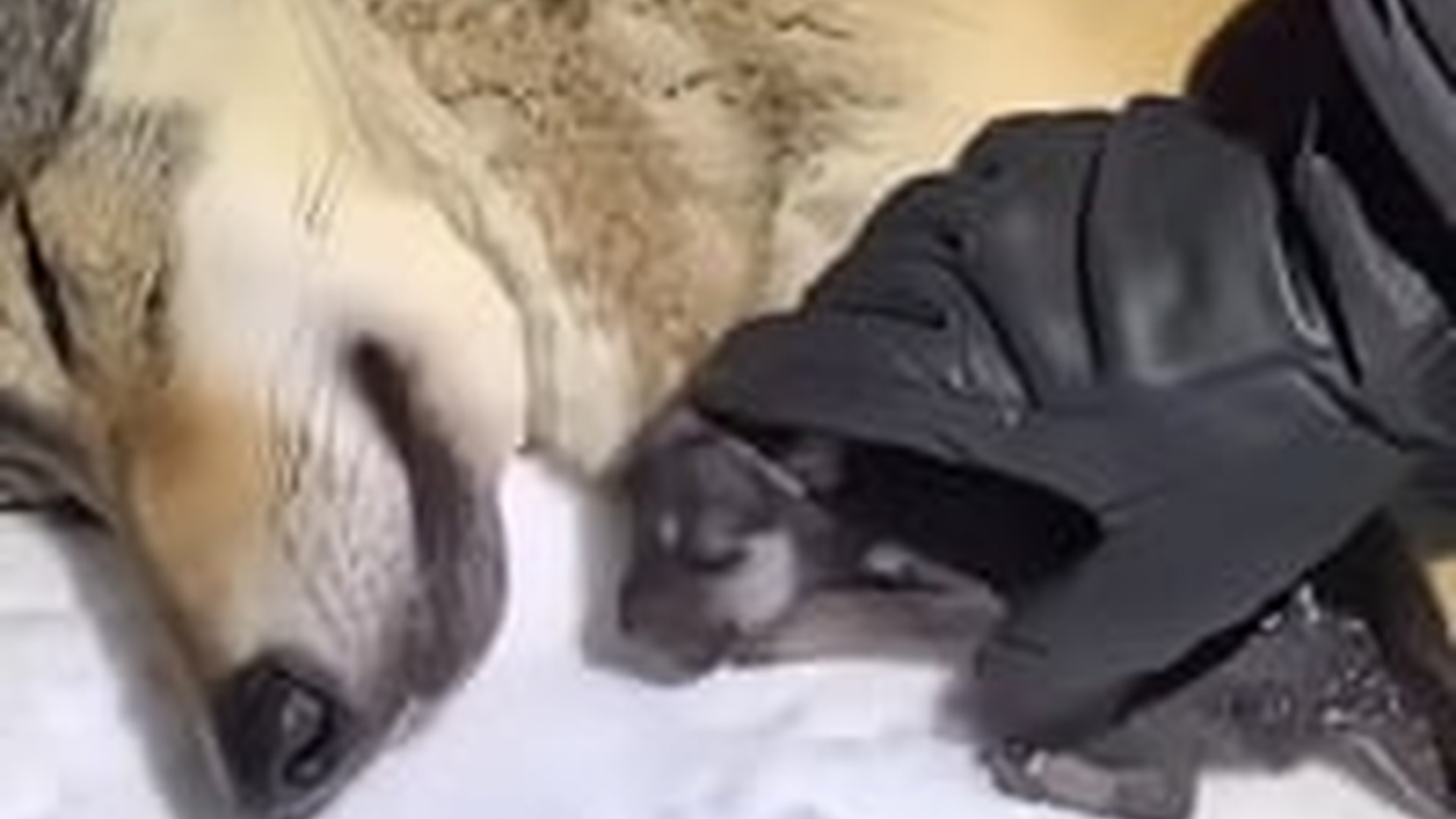 N2005018_Cat Became a Mother To a Wolf #wolf #rescue #wholesome #puppy