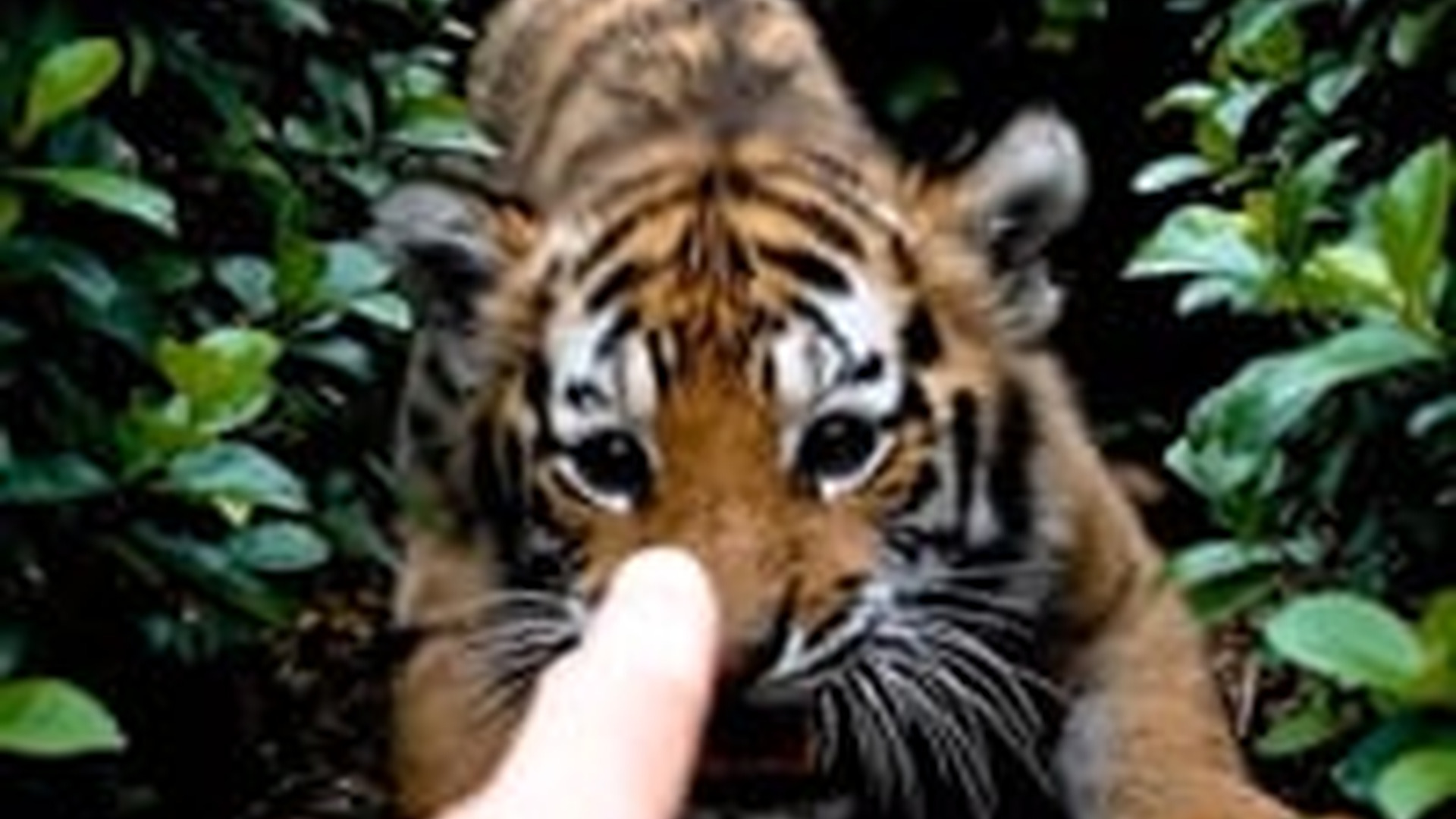 N2005019_cub was very aggressive see what happened next #animals #wholeso