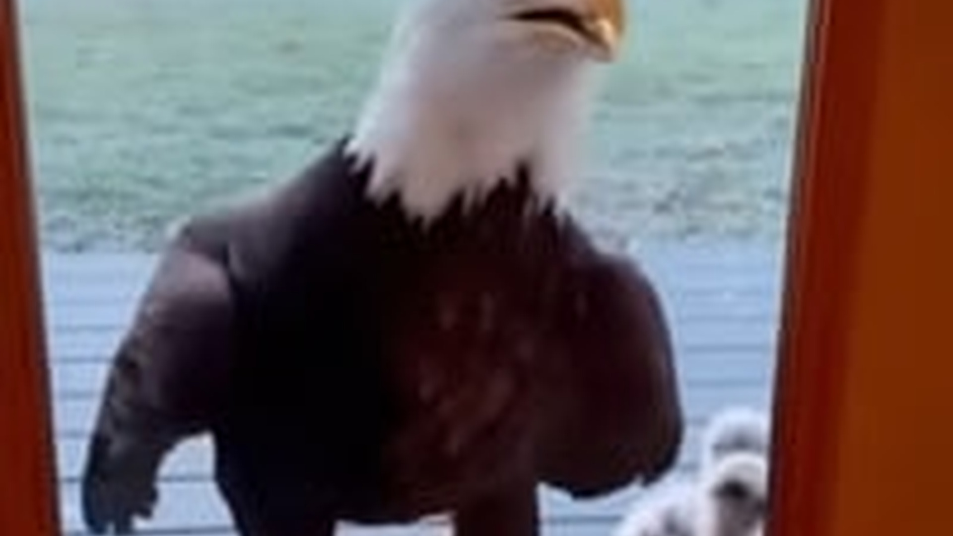 N2005020_Eagle Family Needs My Help #eagle #rescue #wholesome #baldeagle